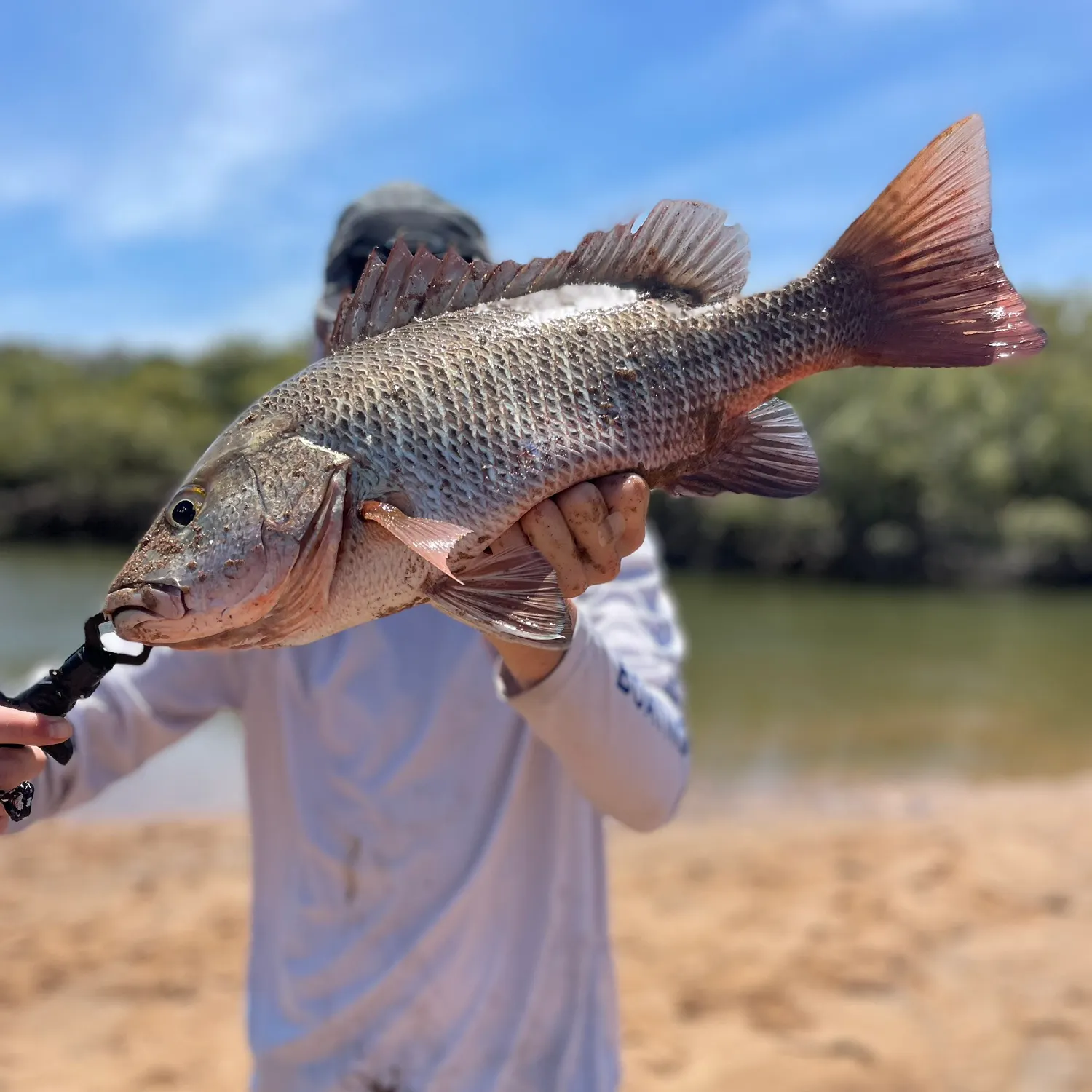 The most recent Mangrove red snapper catches on Fishbrain