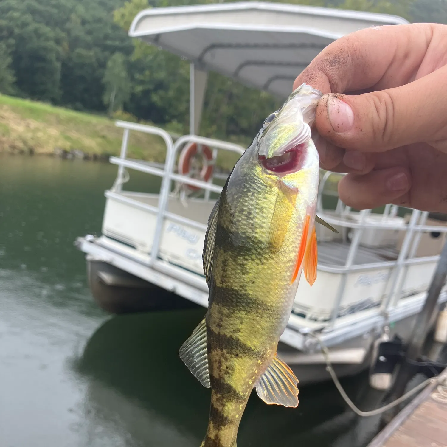 Yellow perch caught on Fishbrain
