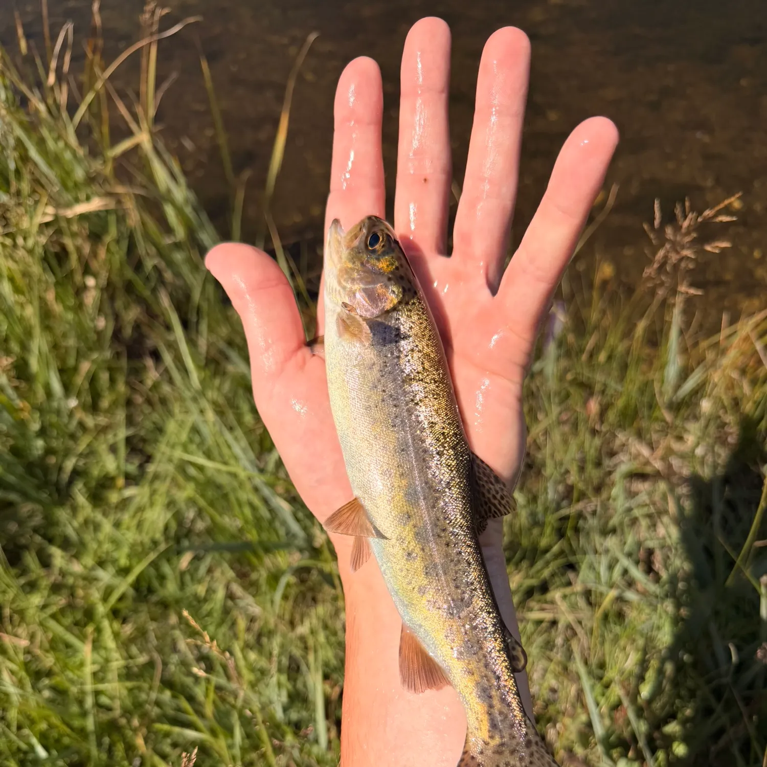 Cutthroat trout caught on Fishbrain