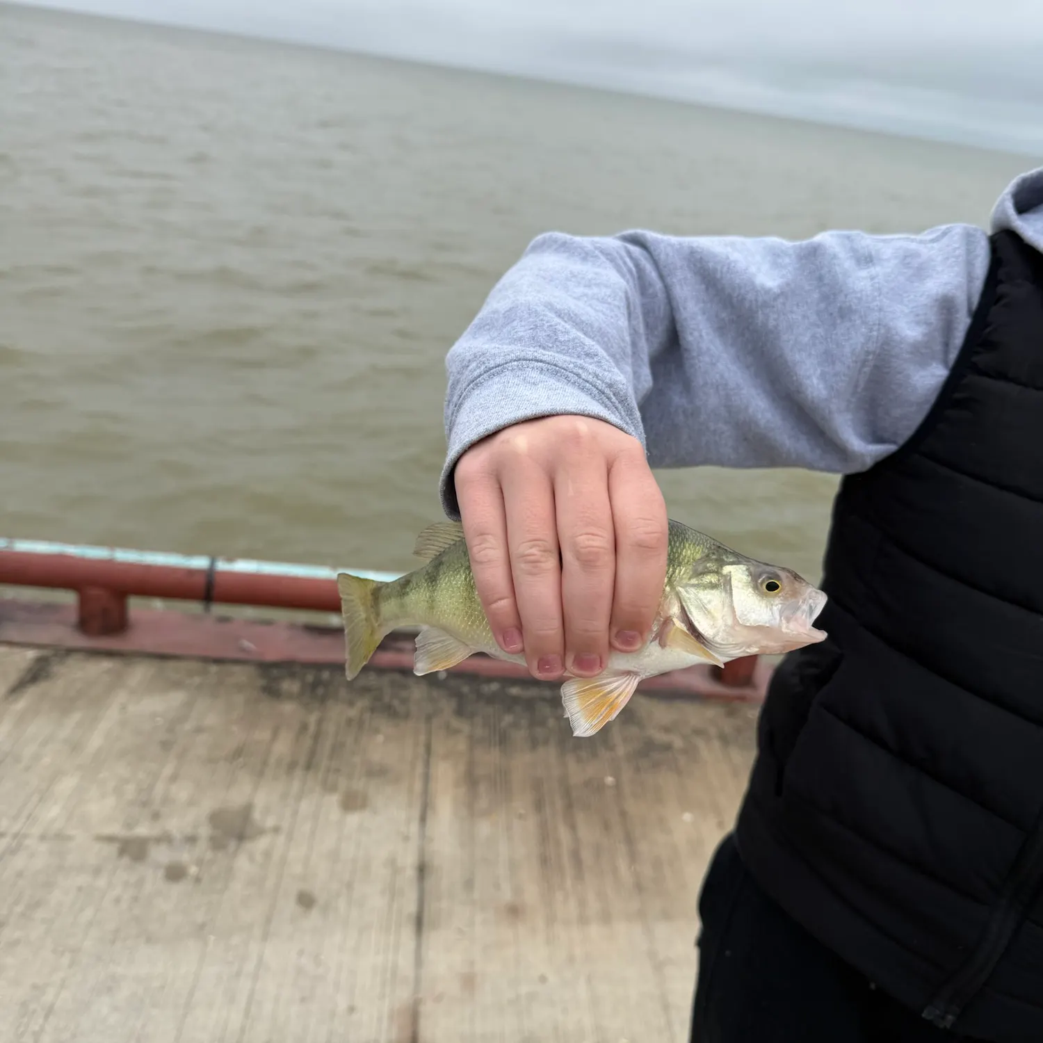 Yellow perch caught on Fishbrain