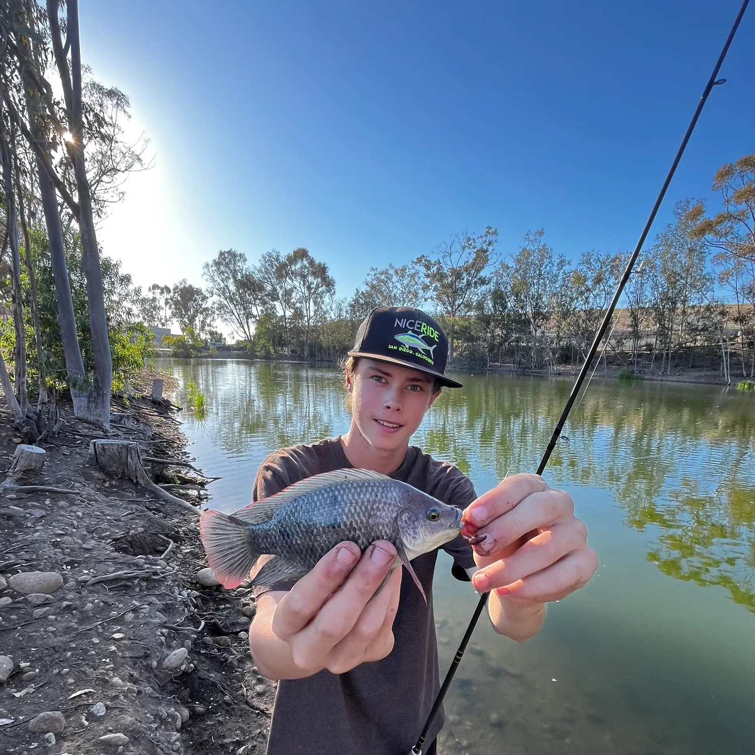 The most recent Mozambique tilapia catches on Fishbrain