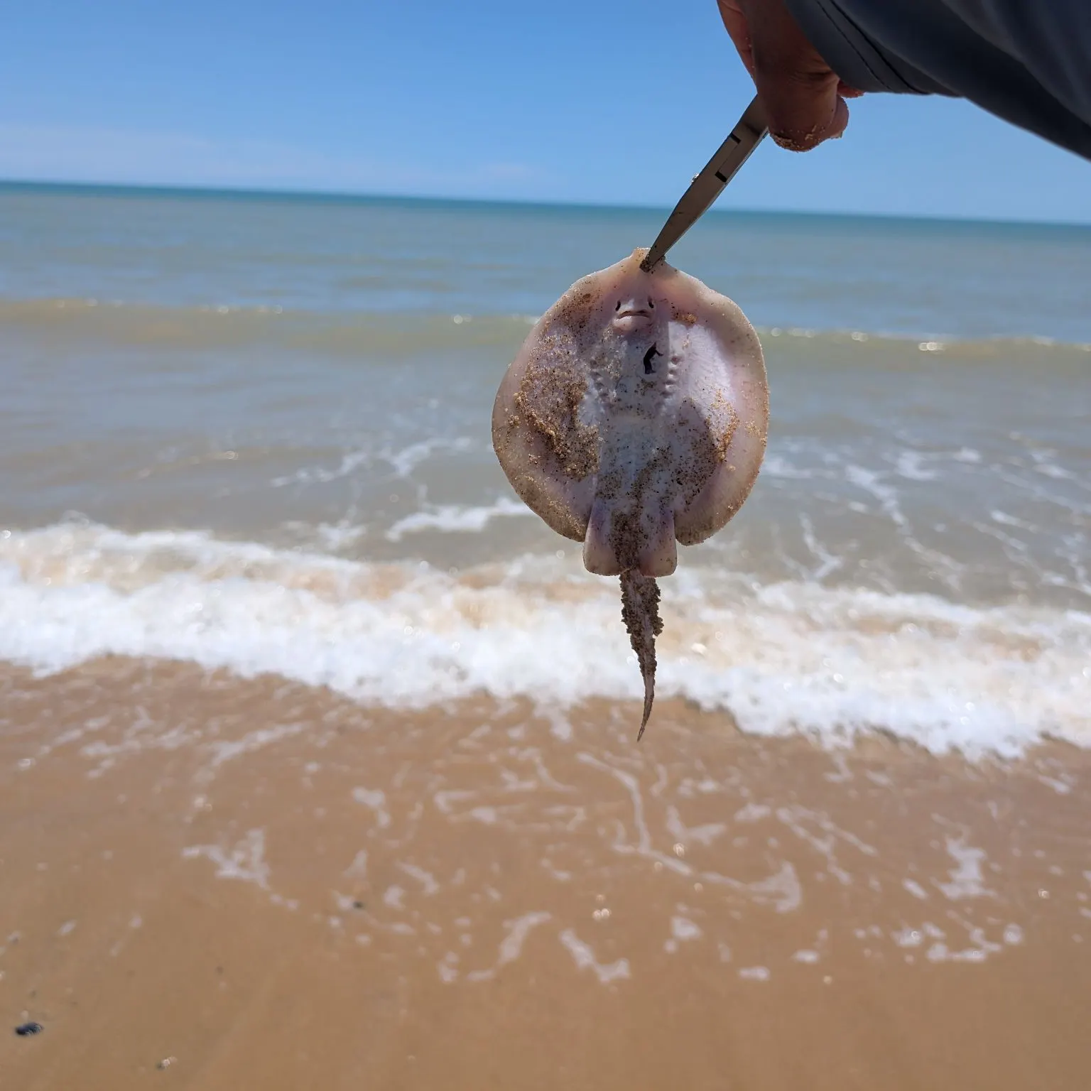 The most recent Haller's round ray catches on Fishbrain