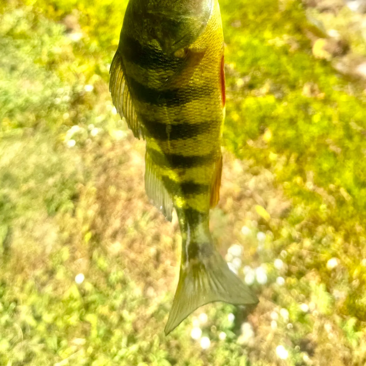 Yellow perch caught on Fishbrain