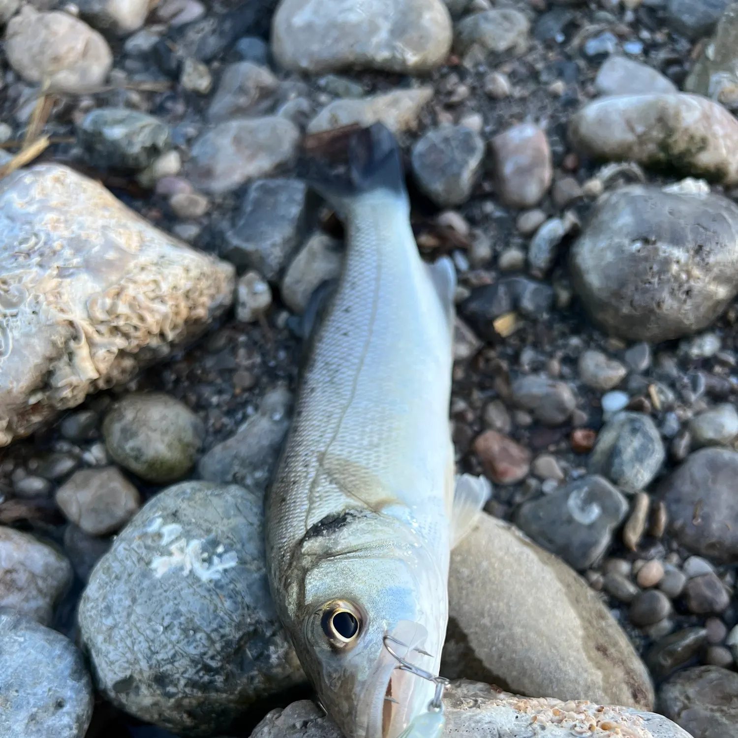 The most recent European seabass catches on Fishbrain