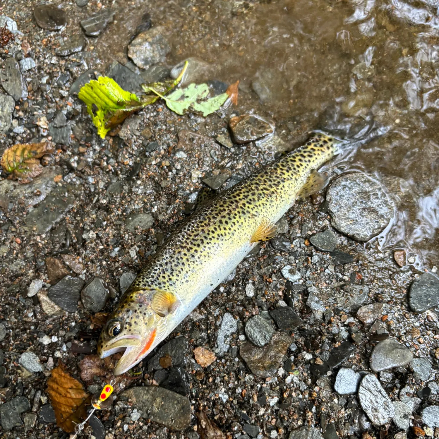 Coastal cutthroat trout caught on Fishbrain