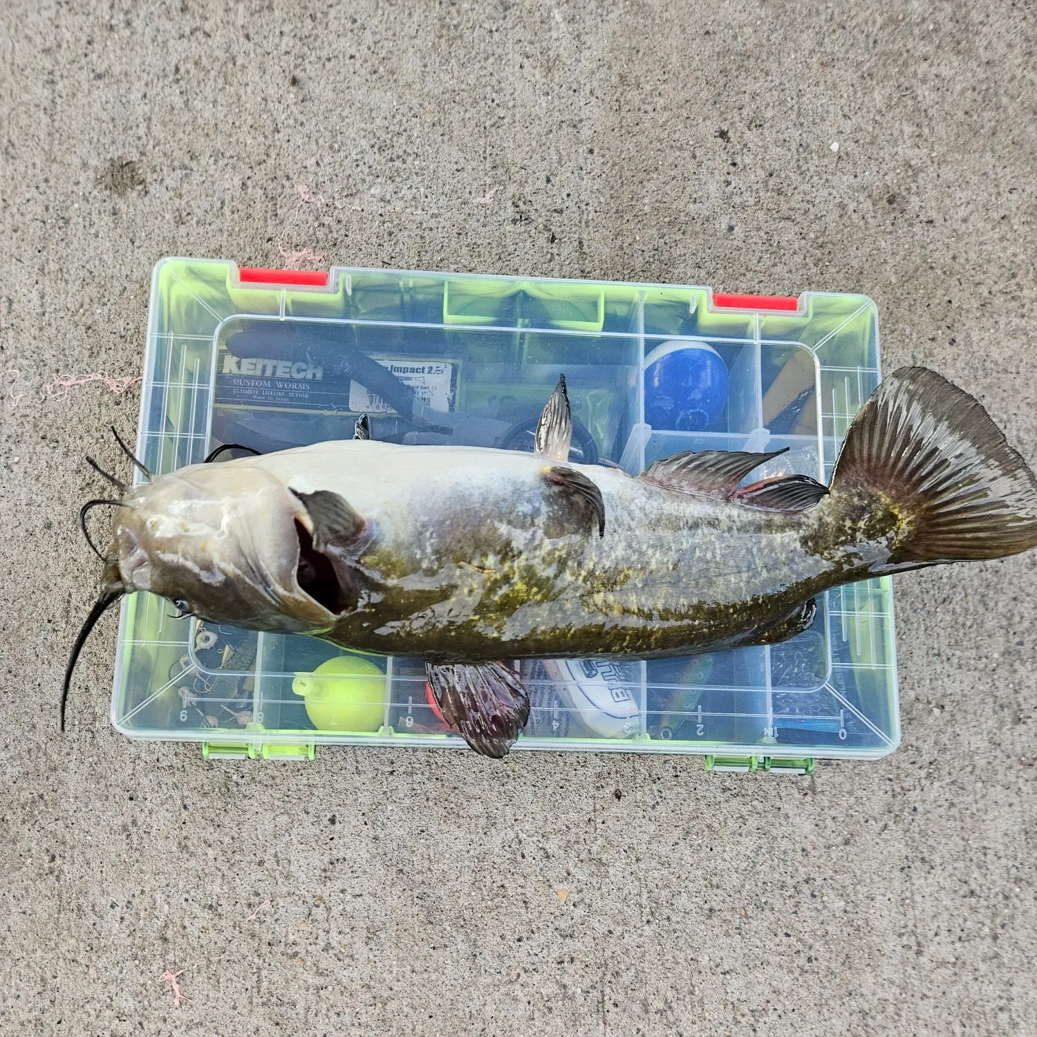 recently logged catches
