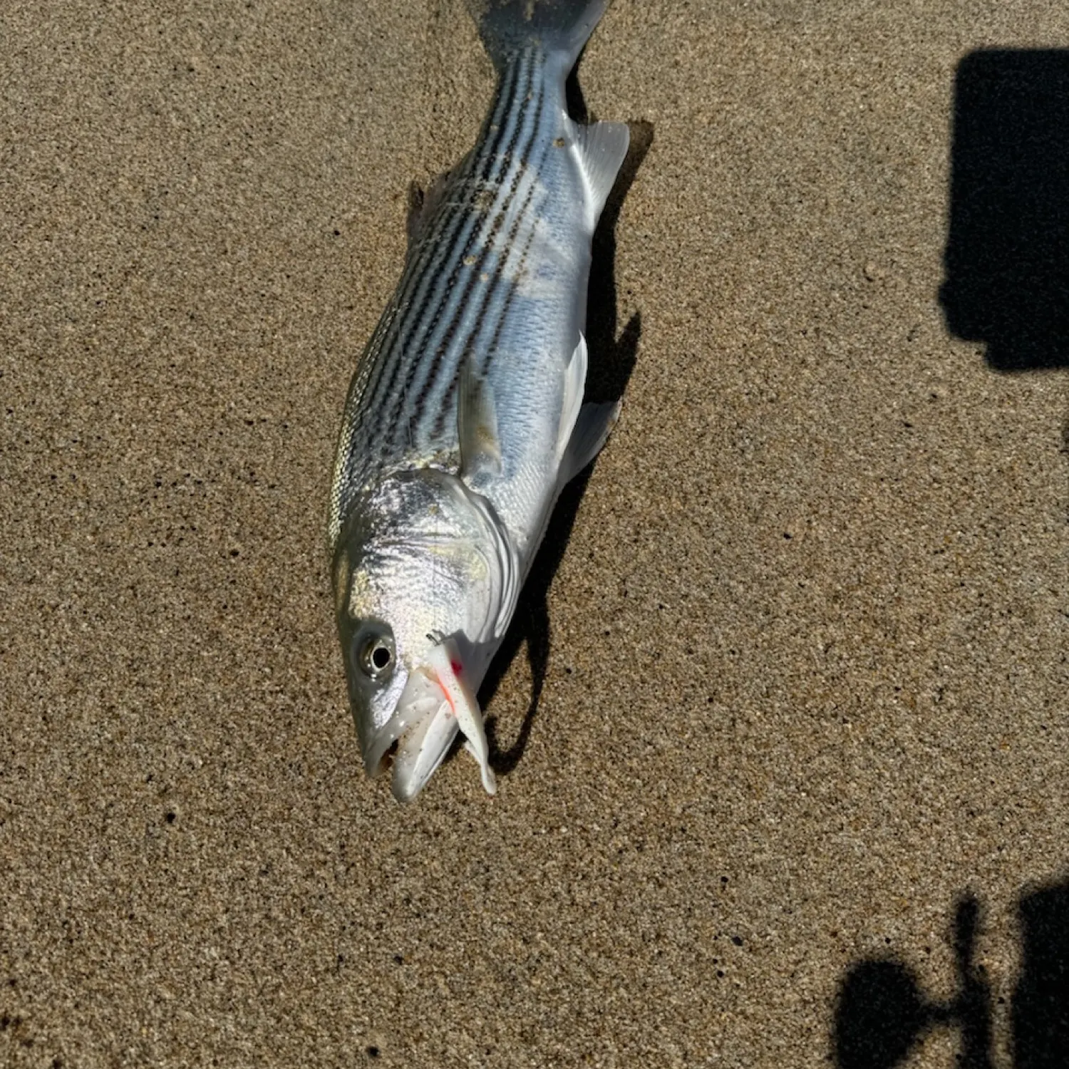 angler catch