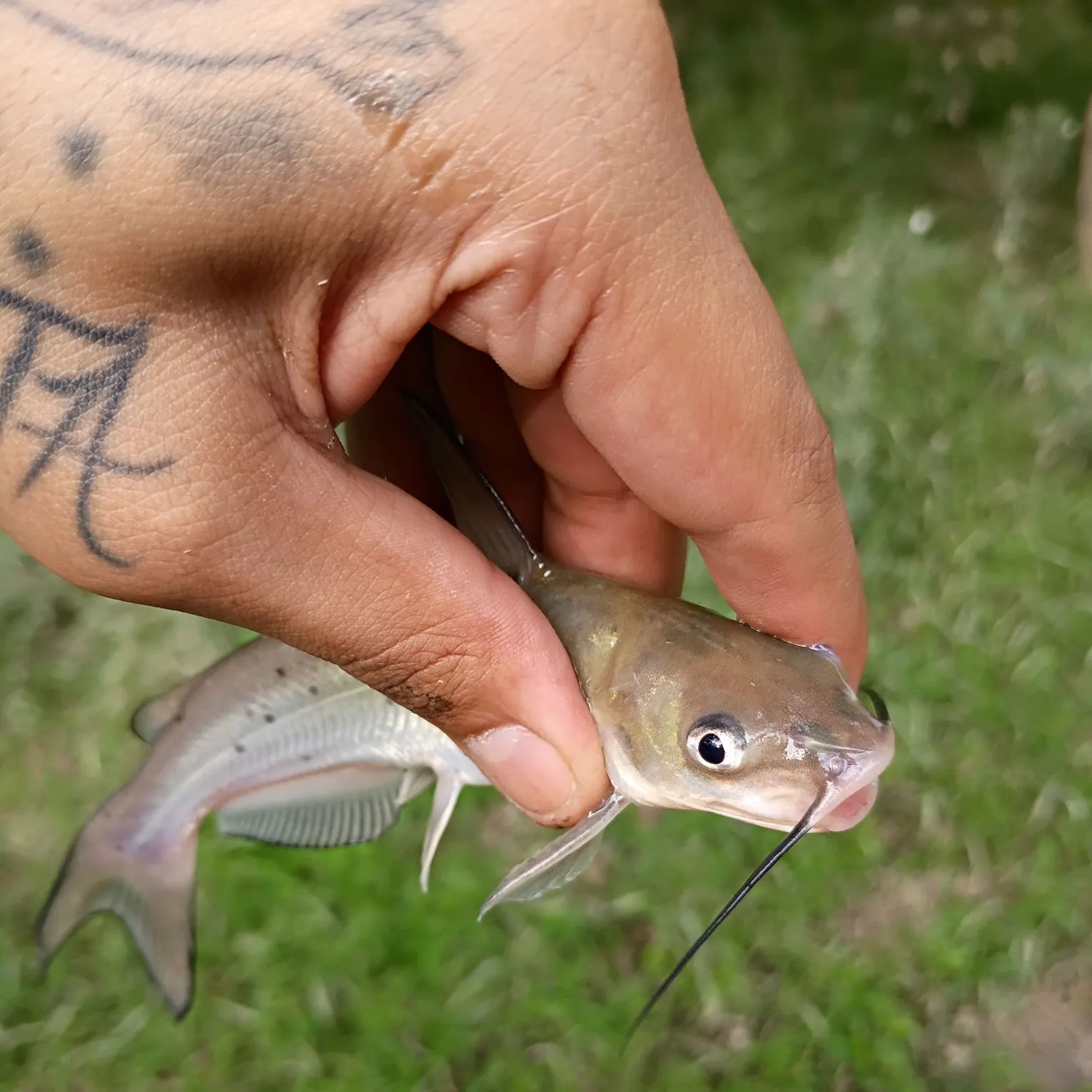 Channel catfish caught on Fishbrain
