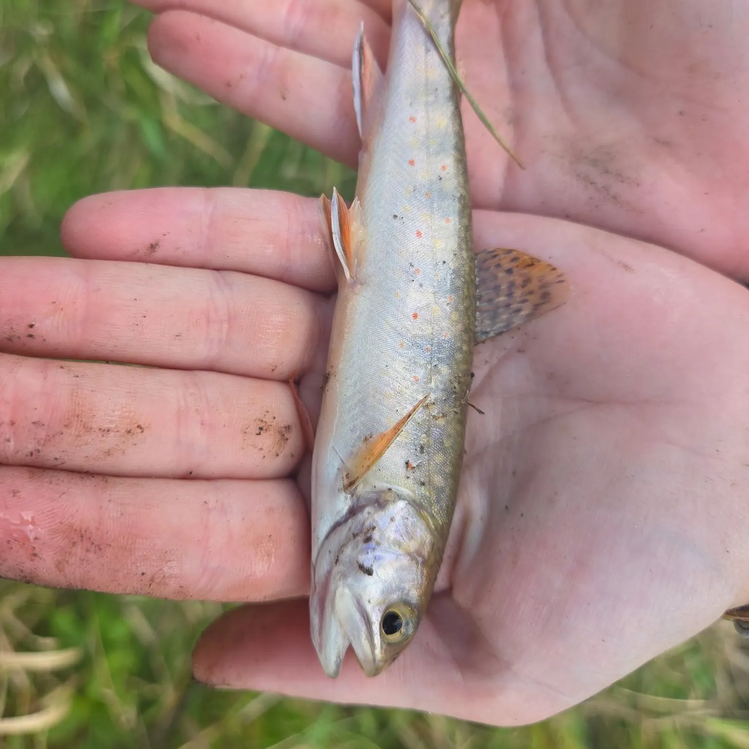 Brook trout caught on Fishbrain