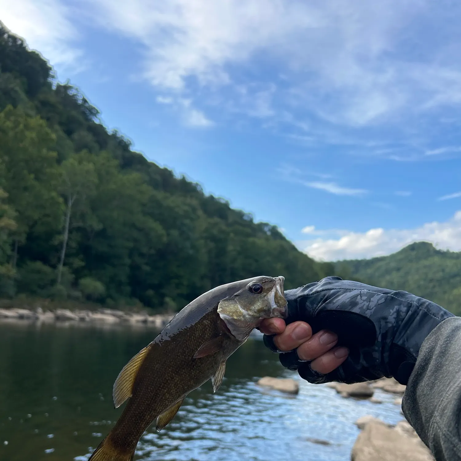 Smallmouth bass caught on Fishbrain