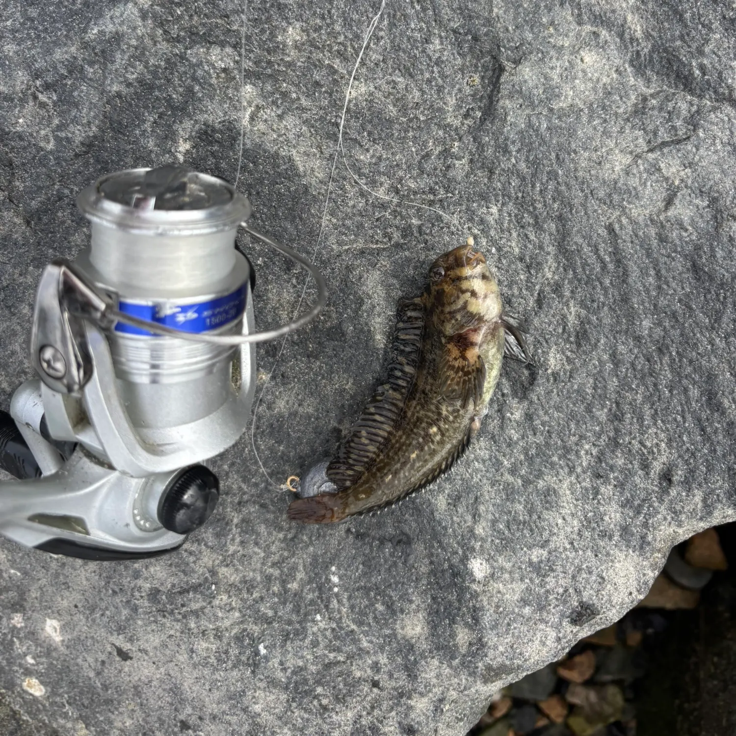 The most recent Bay blenny catches on Fishbrain