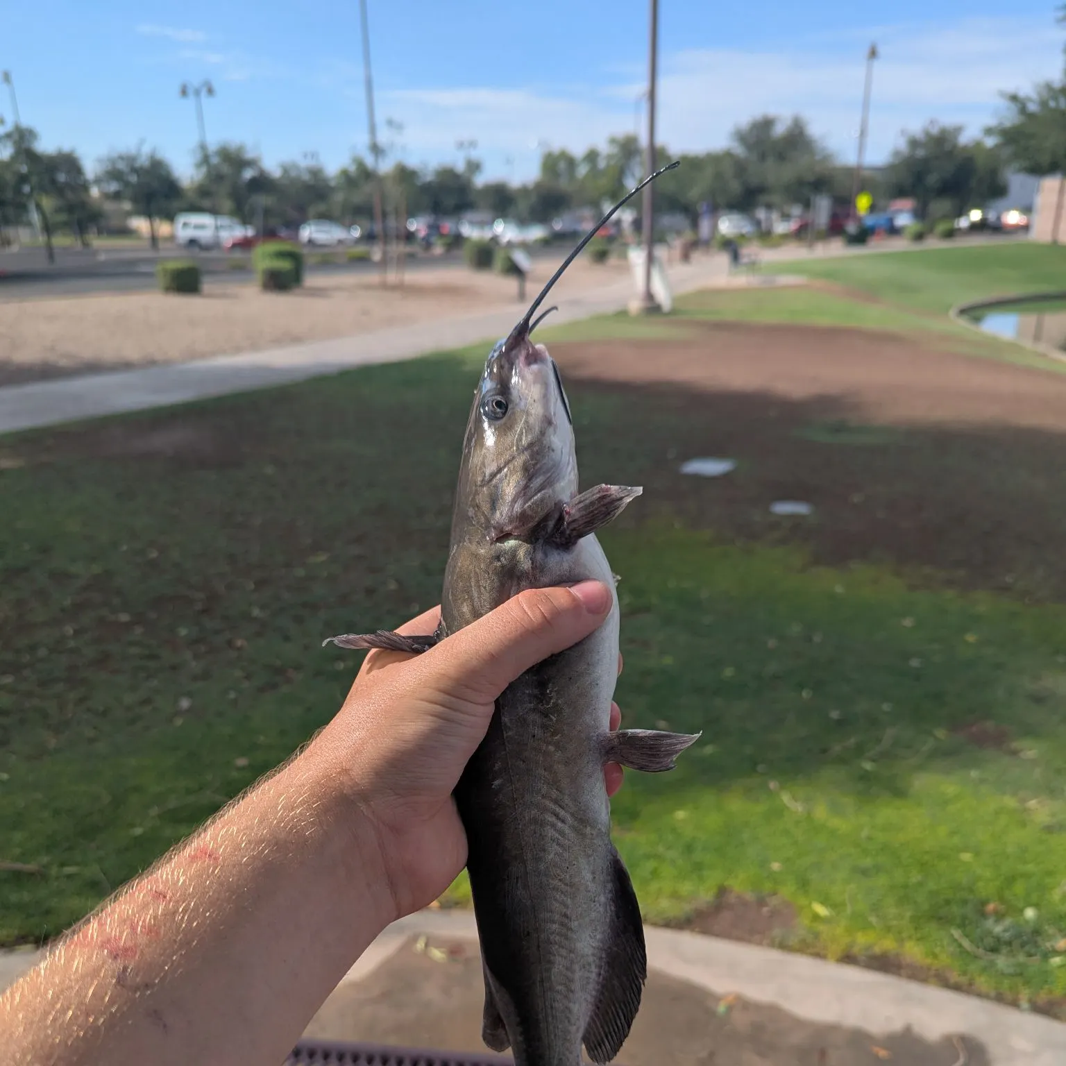 catch