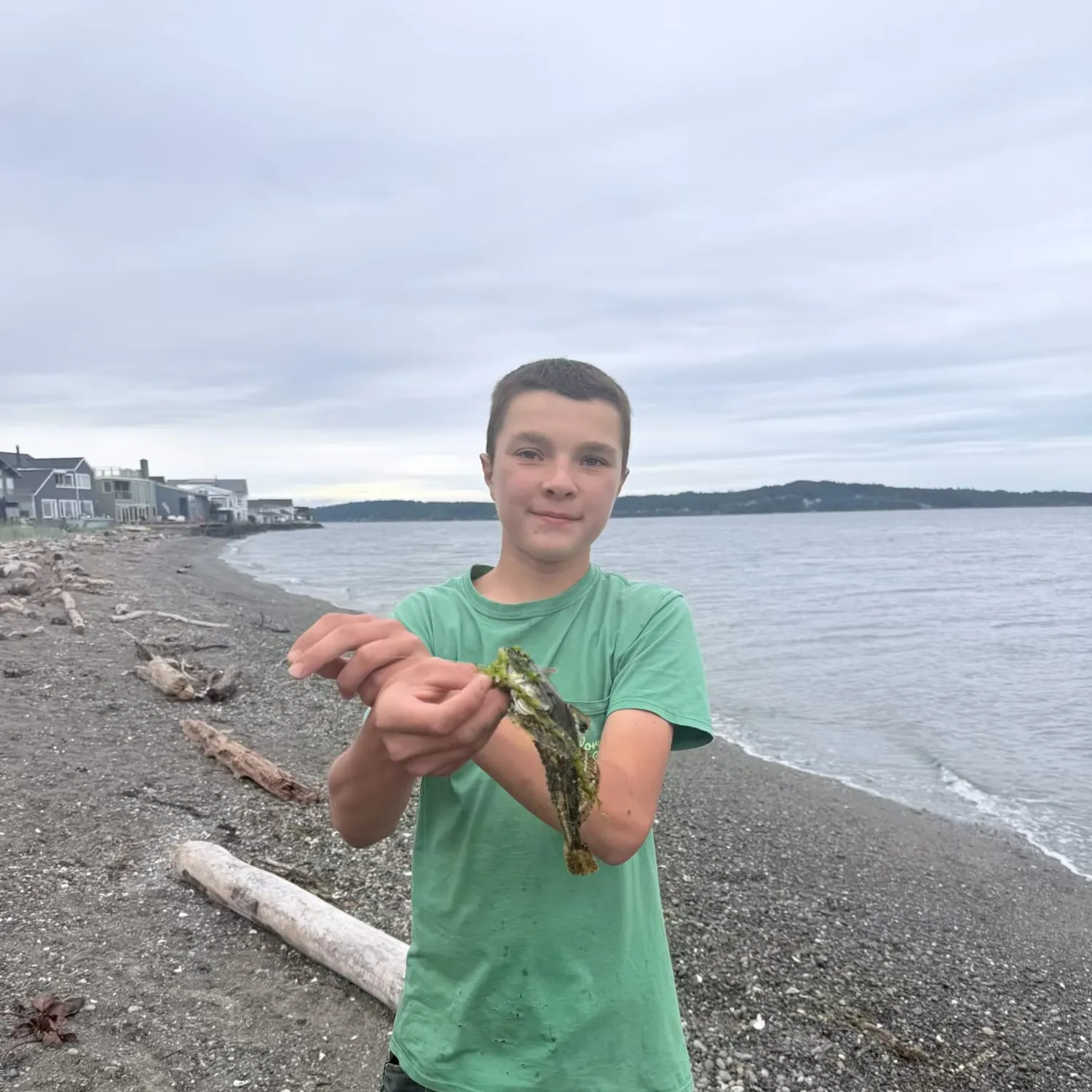 The most recent Plainfin midshipman catches on Fishbrain