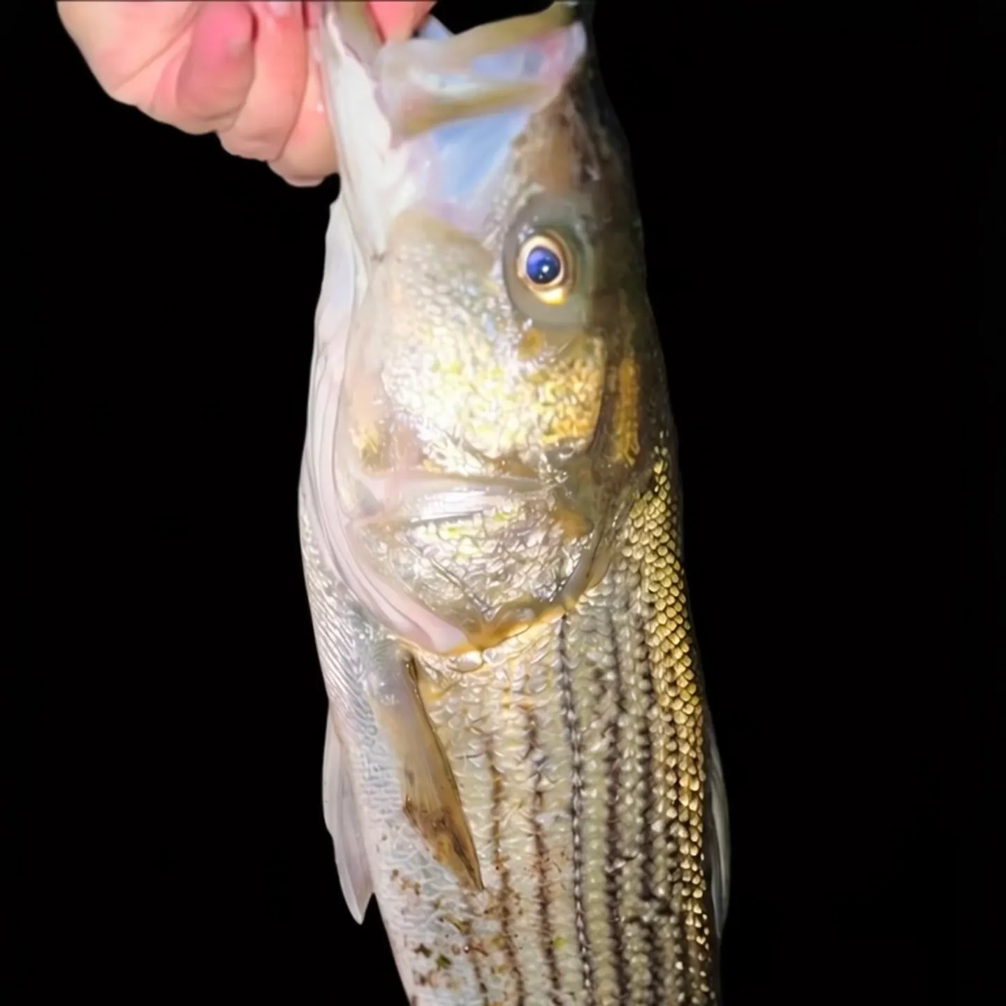Striped bass caught on Fishbrain