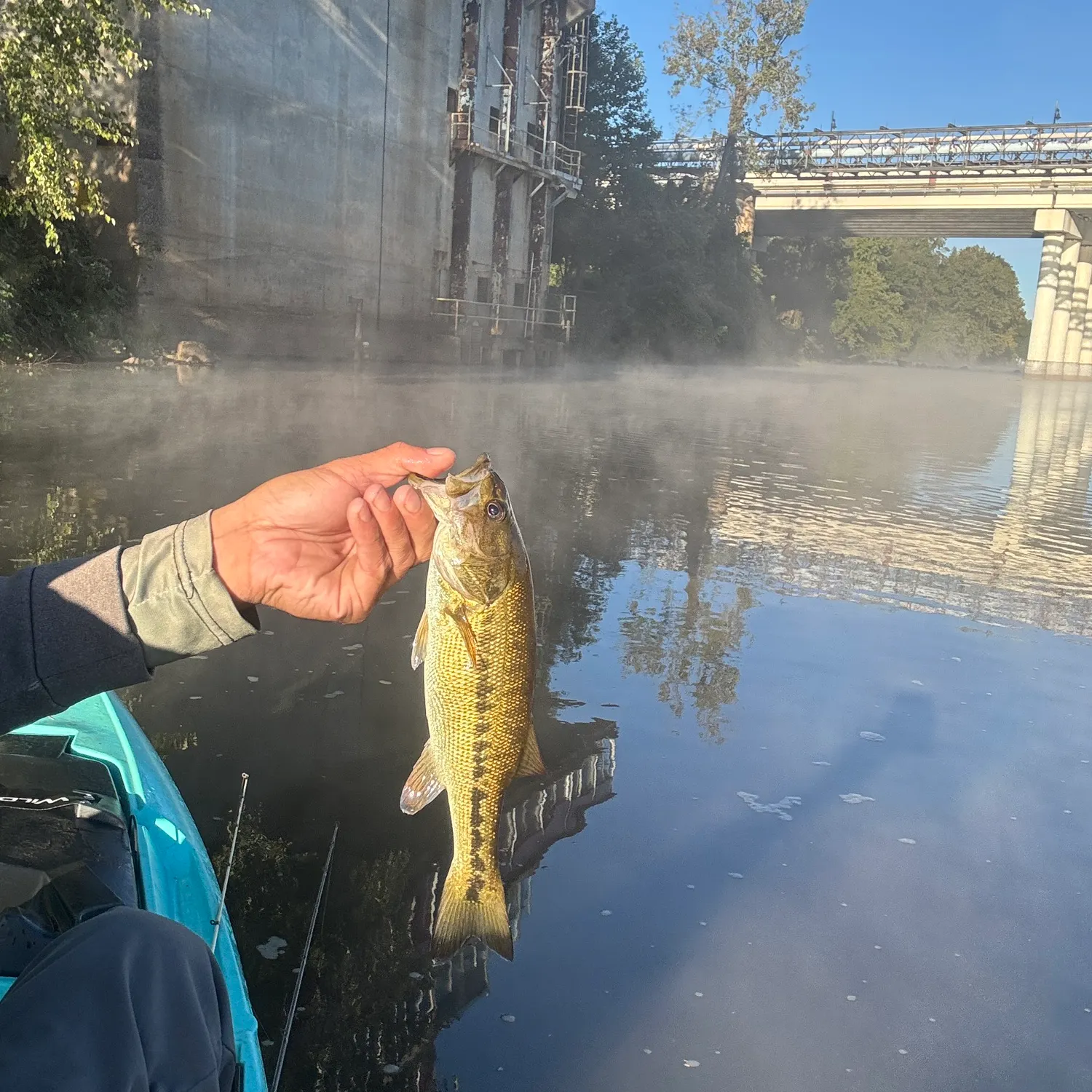 Spotted bass caught on Fishbrain