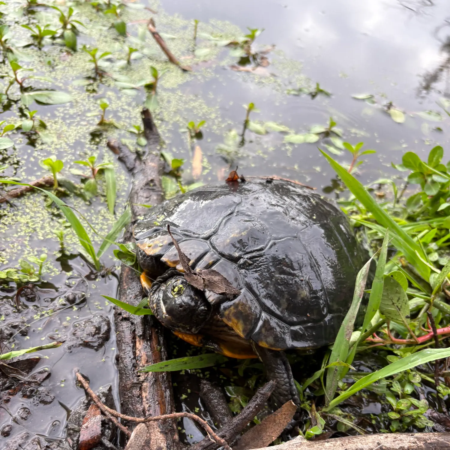The most recent River cooter turtle catches on Fishbrain
