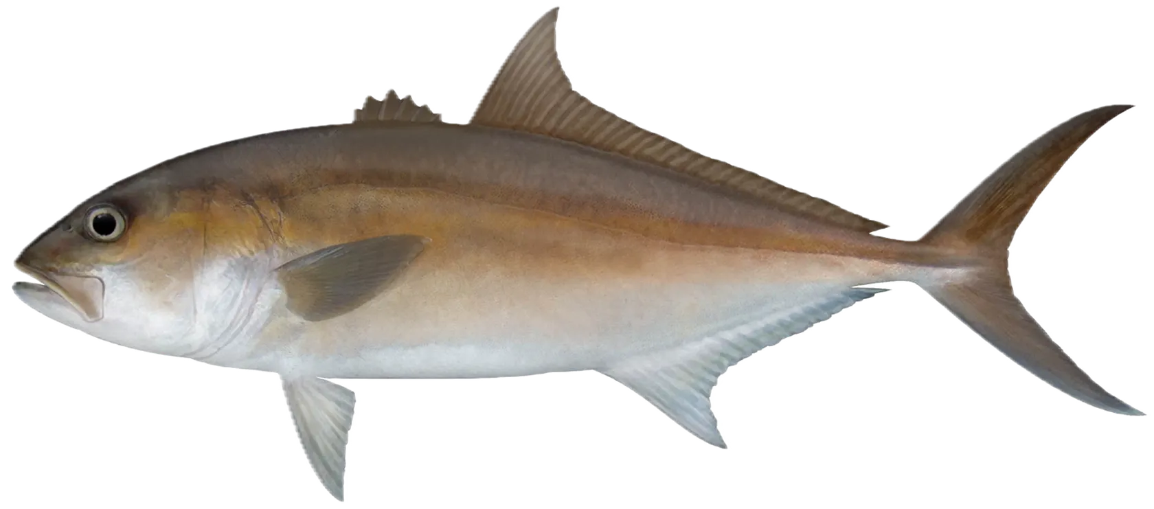 Samsonfish