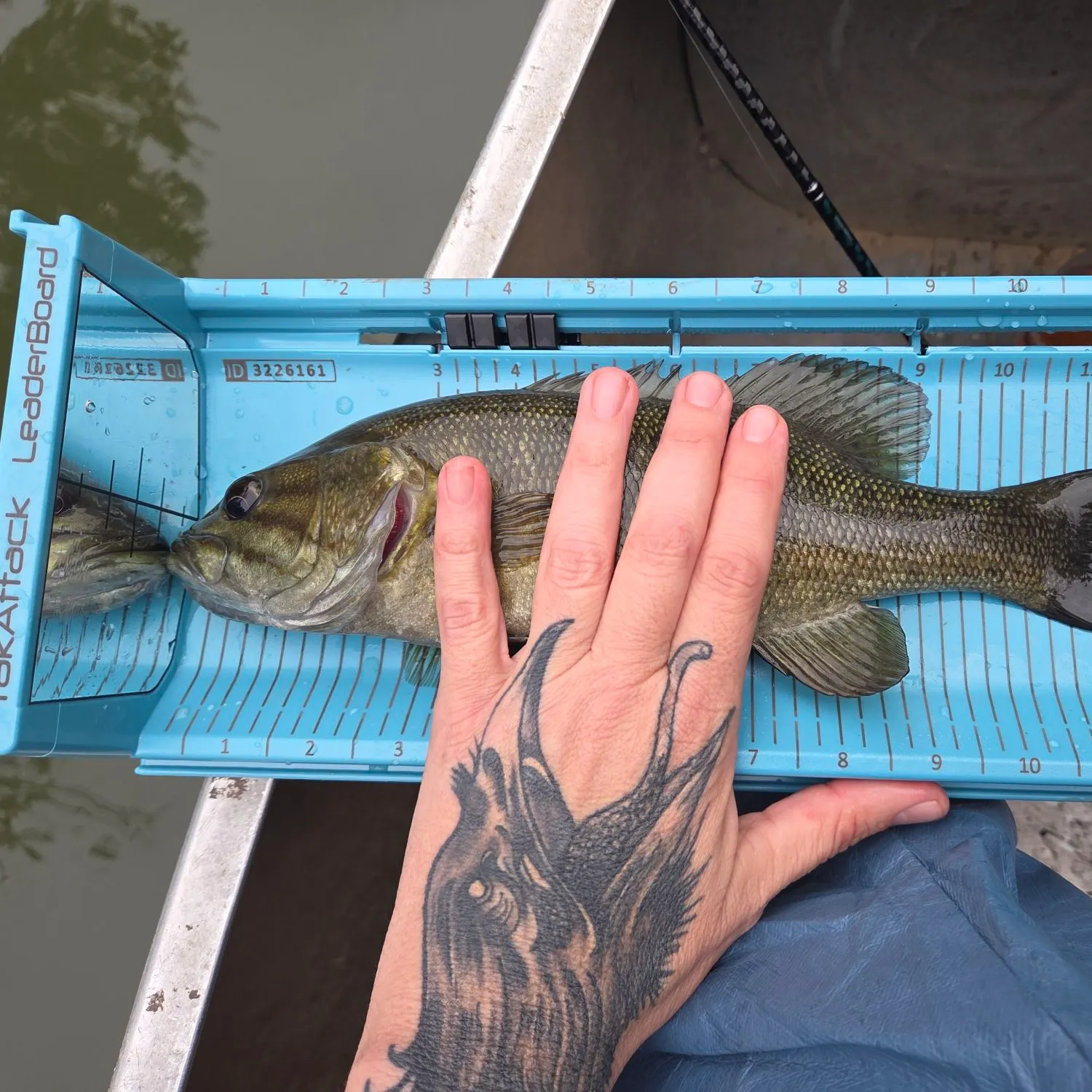 Smallmouth bass caught on Fishbrain