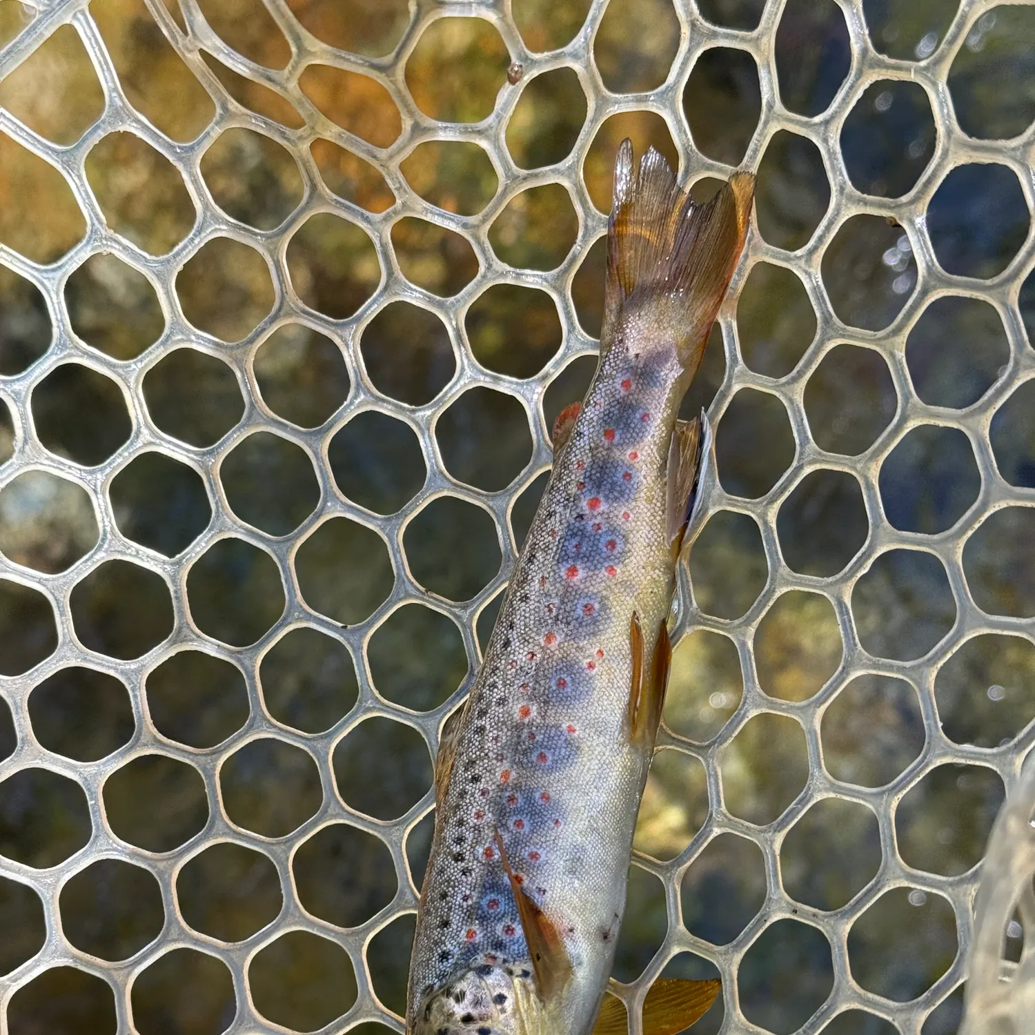 Brown trout caught on Fishbrain
