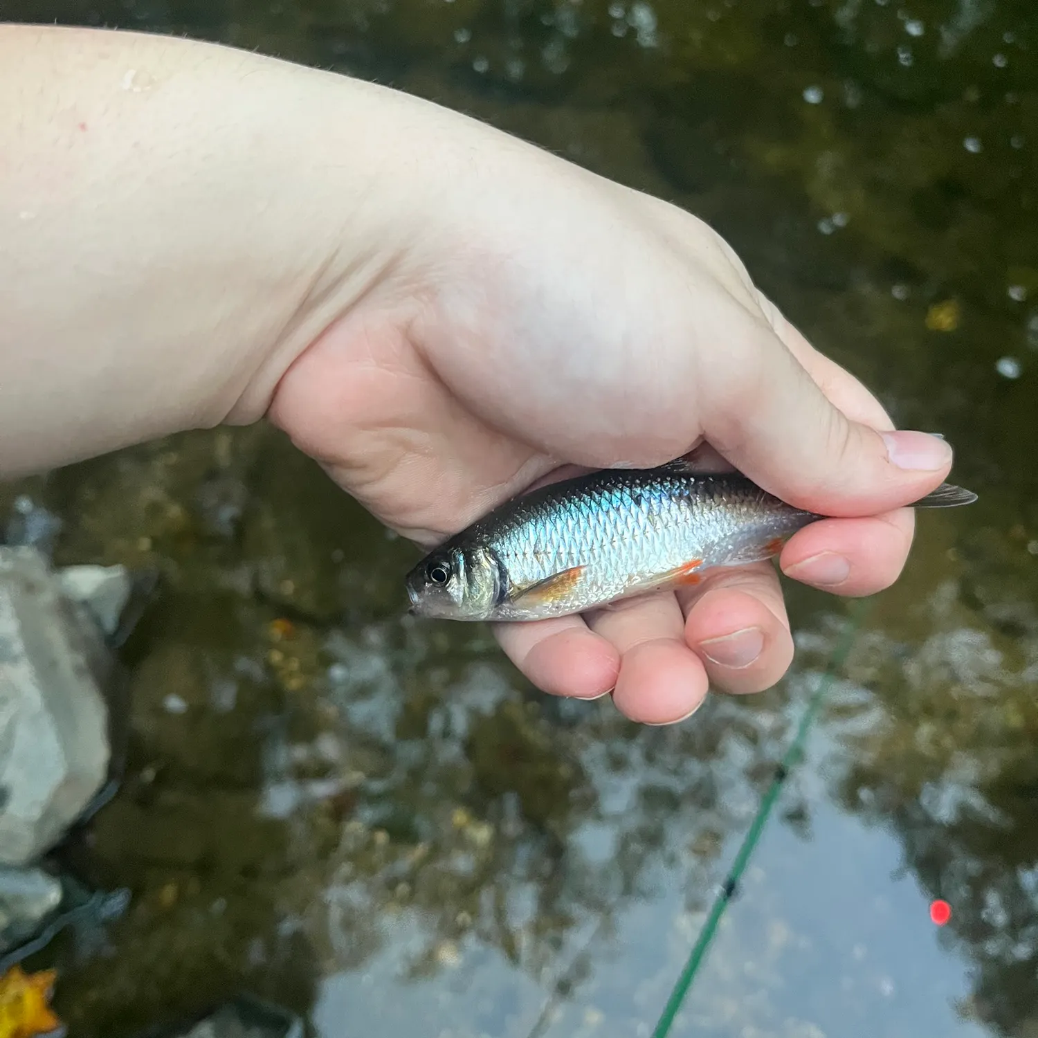 The most recent Common shiner catches on Fishbrain