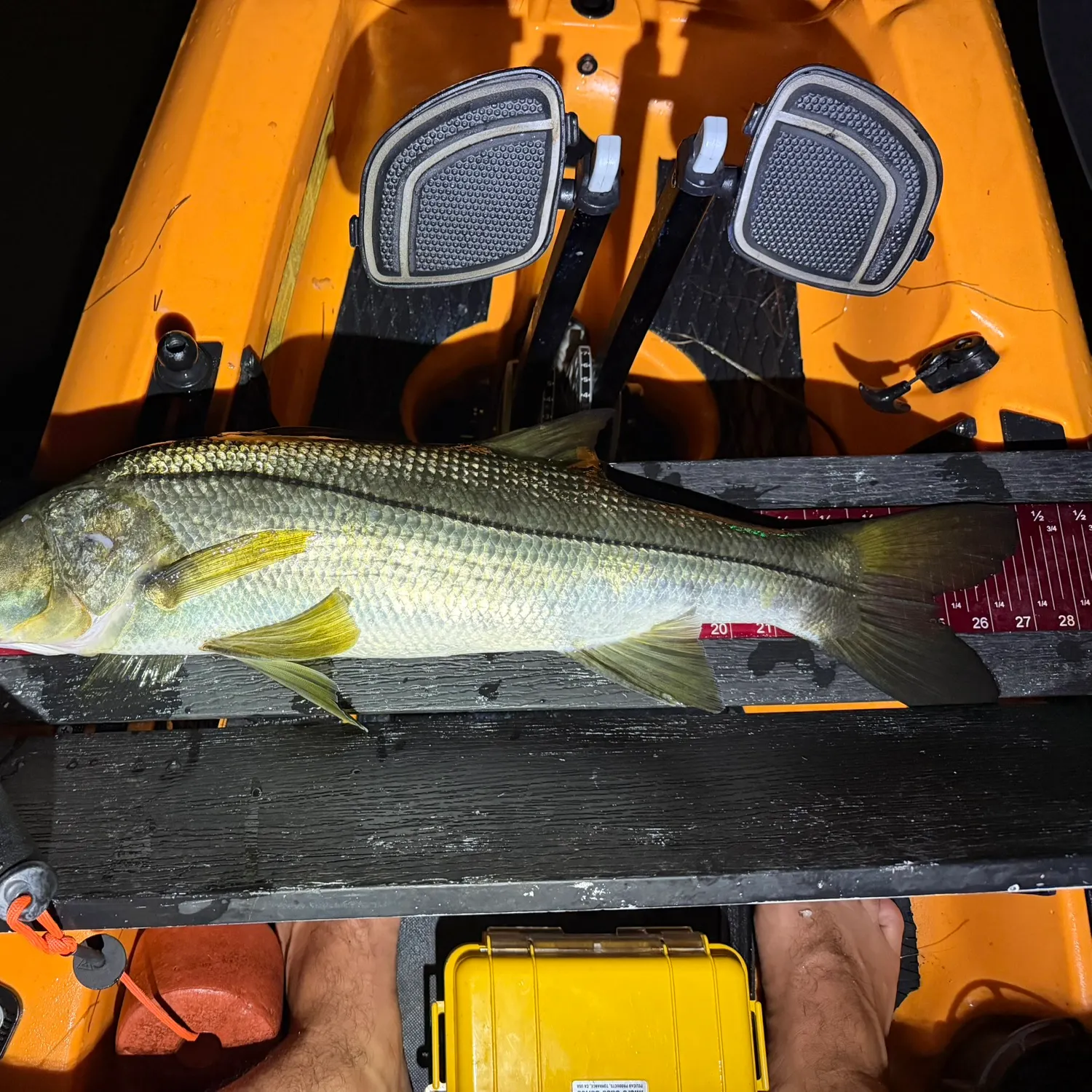Common snook caught on Fishbrain