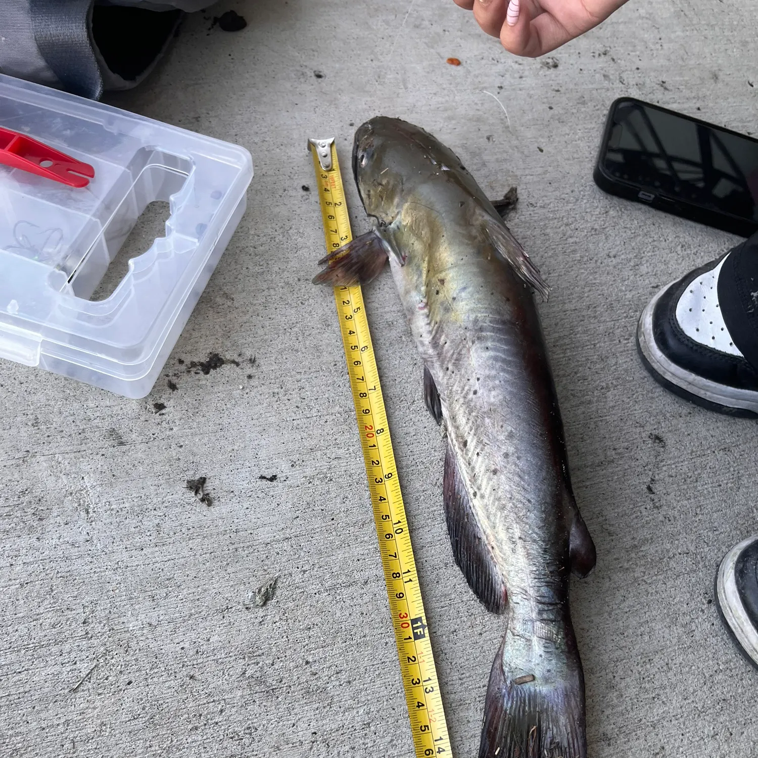 recently logged catches