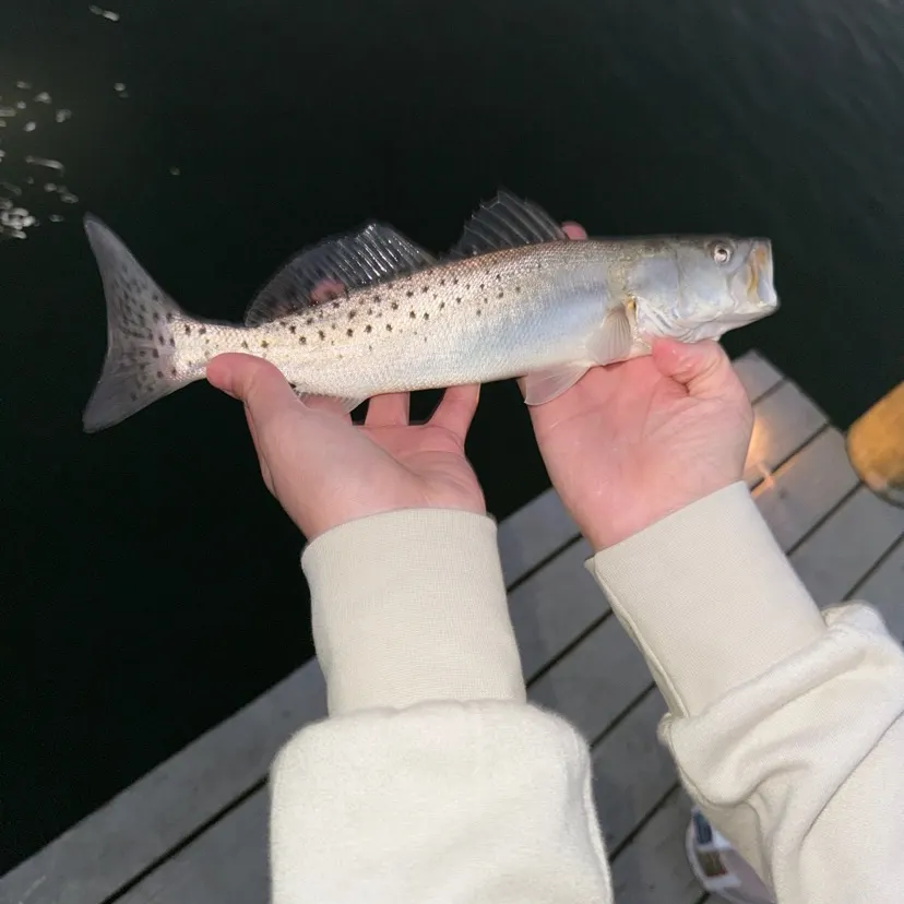 The most recent Spotted seatrout catches on Fishbrain