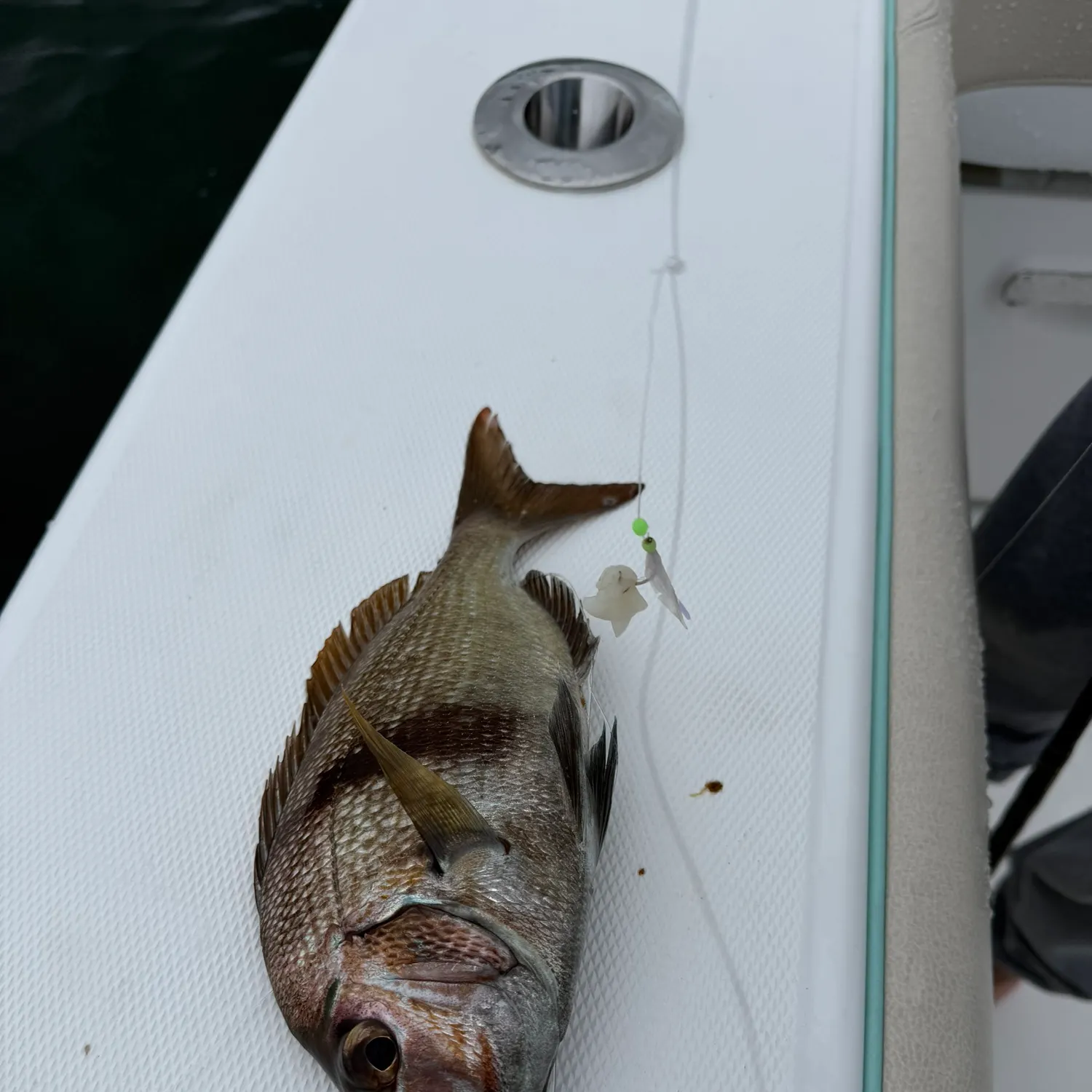 Scup caught on Fishbrain