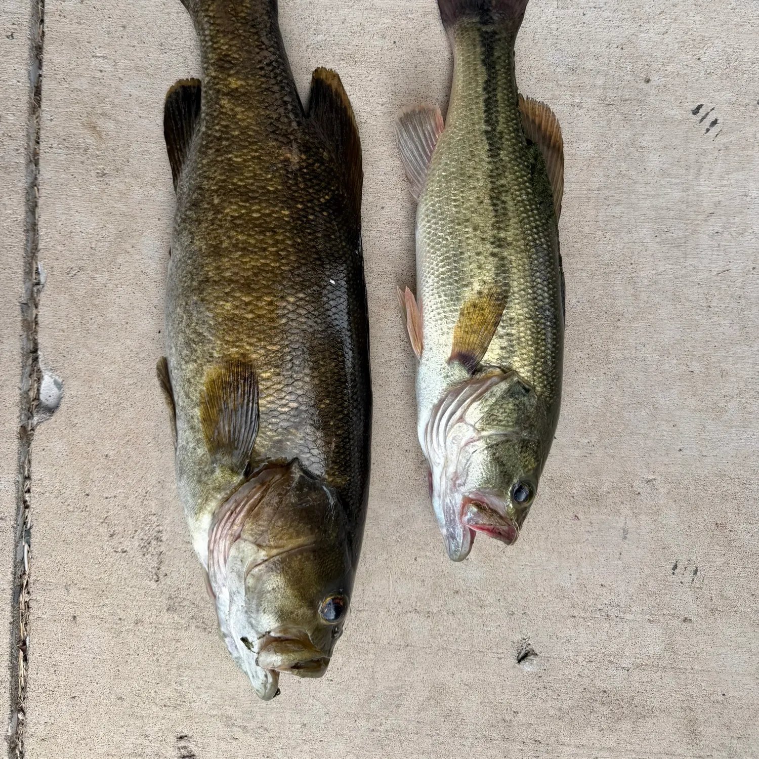 Smallmouth bass caught on Fishbrain