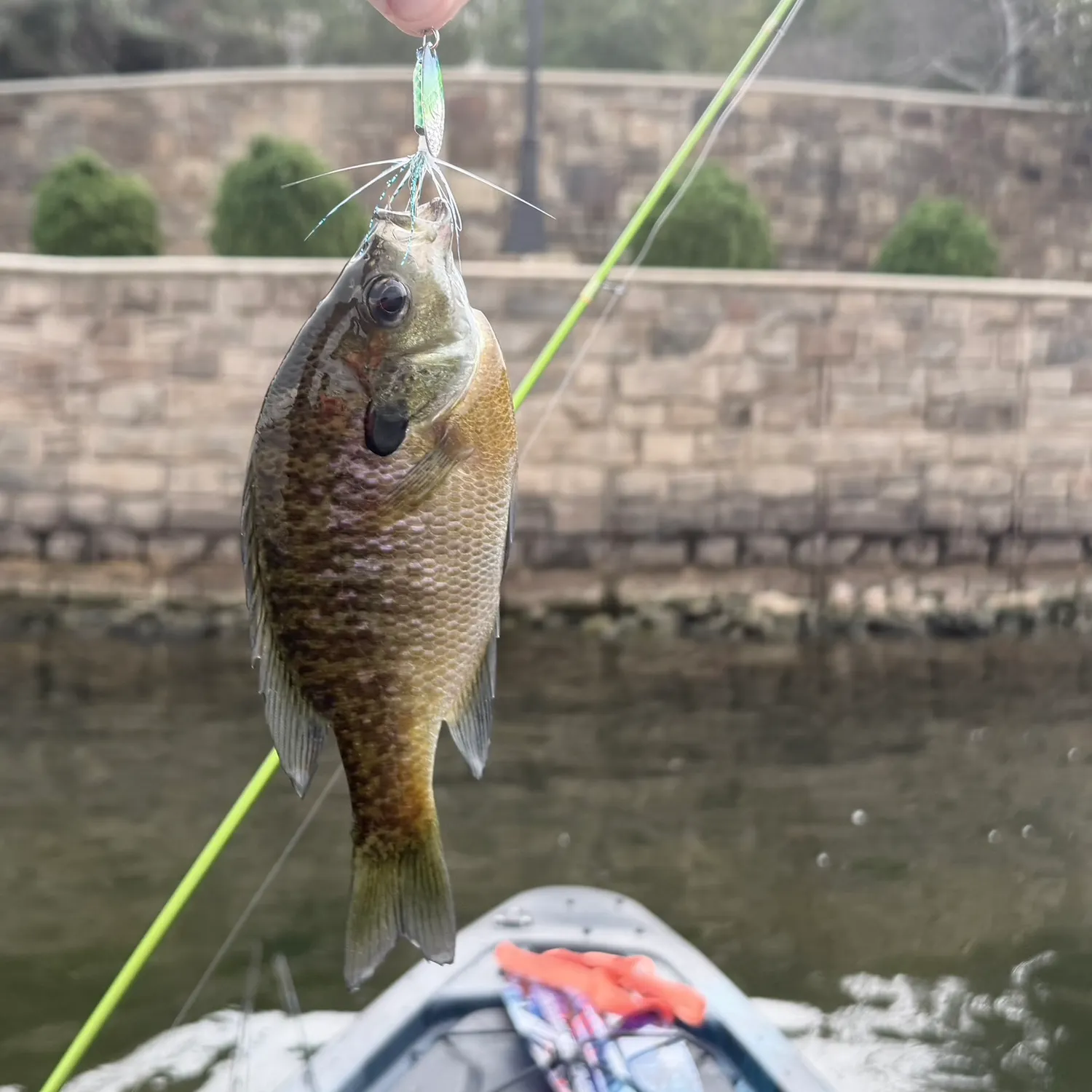 Bluegill caught on Fishbrain