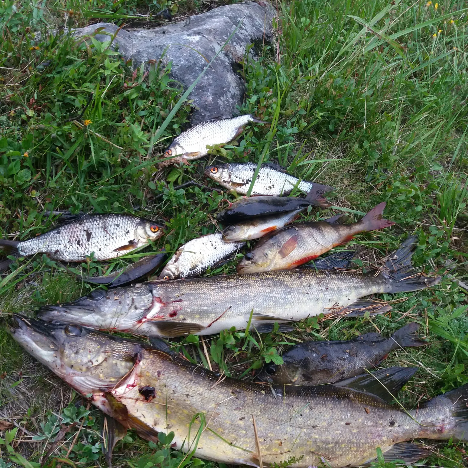 recently logged catches