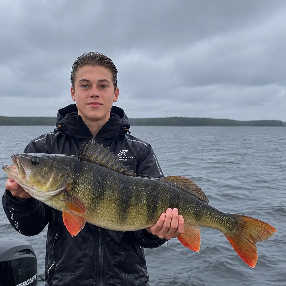 European perch caught on Fishbrain