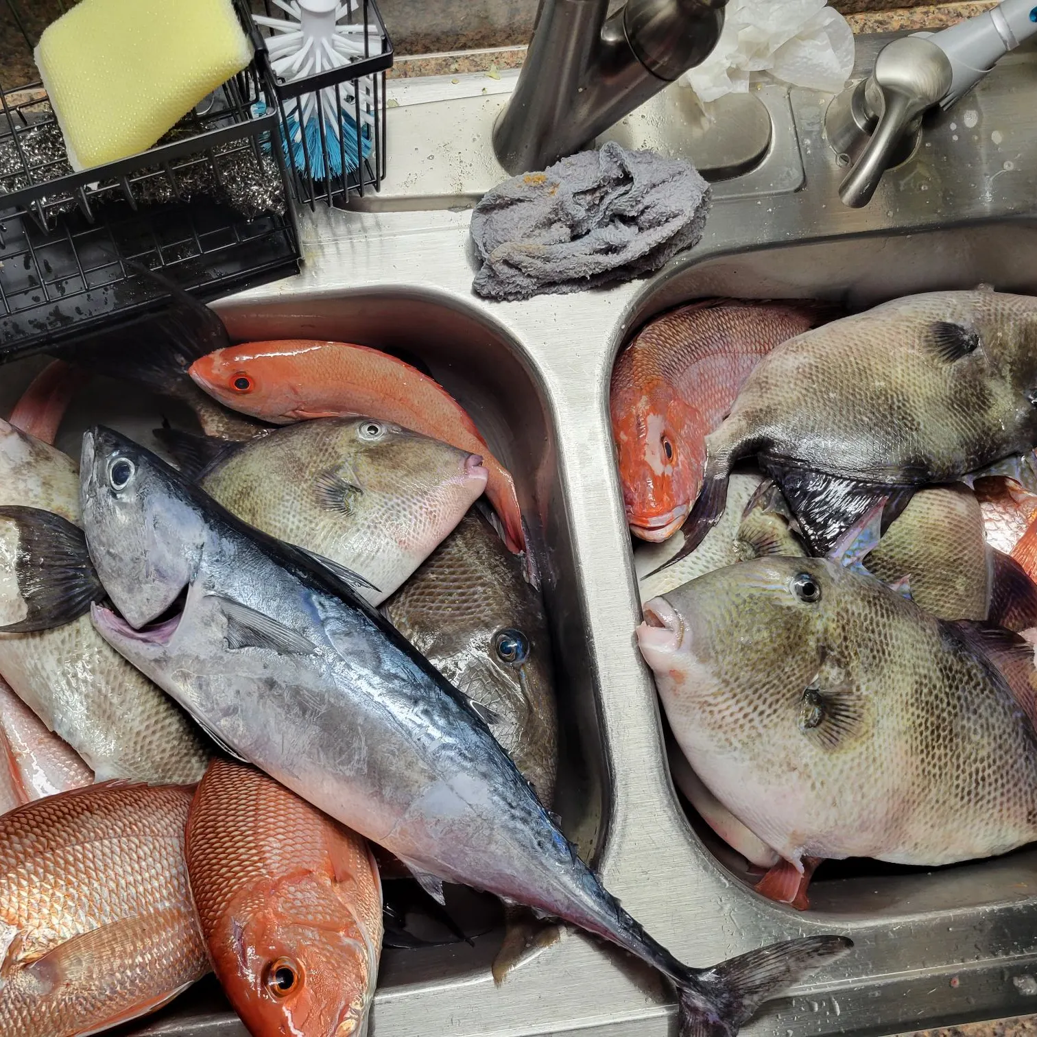 The most recent Grey triggerfish catches on Fishbrain