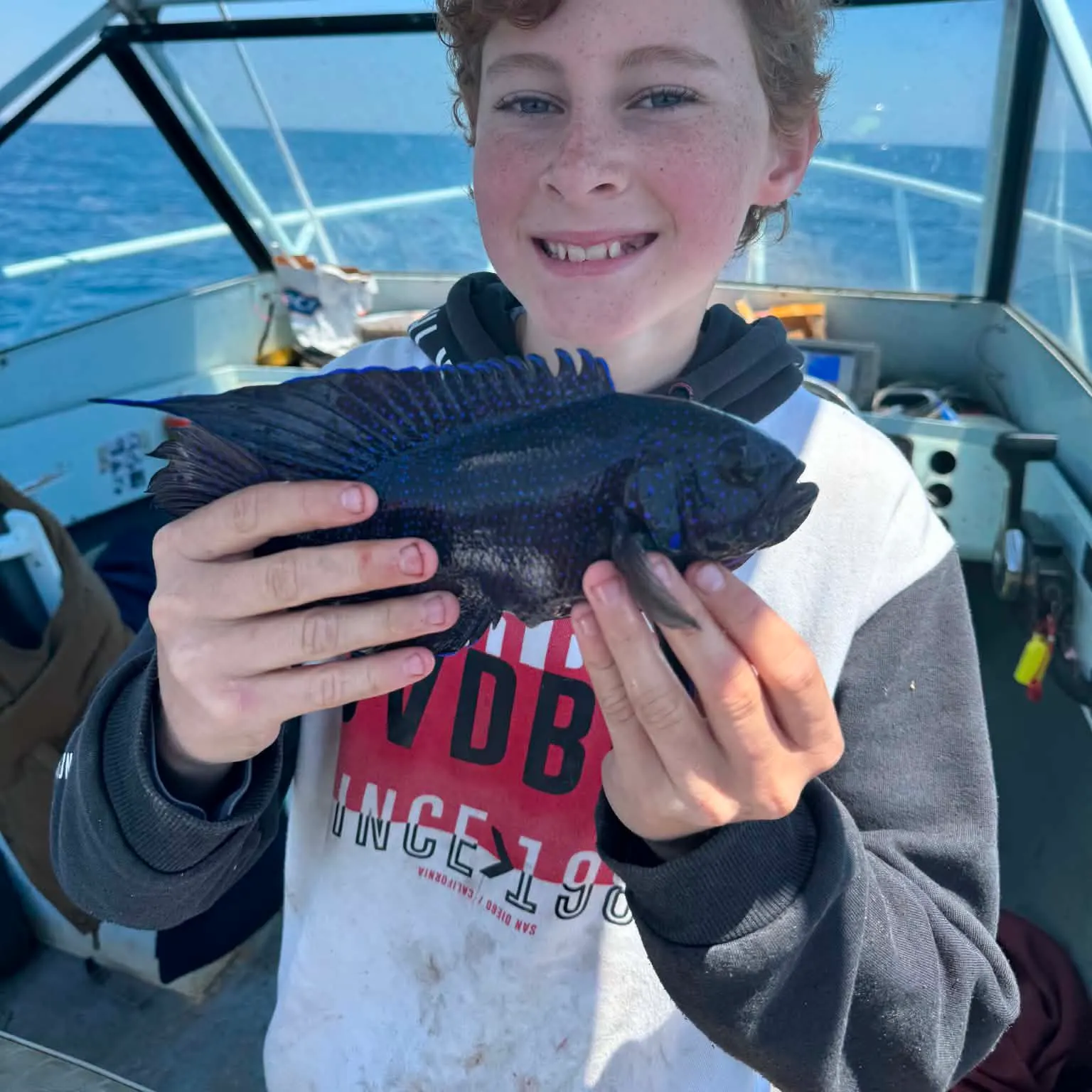 Western blue devil caught on Fishbrain