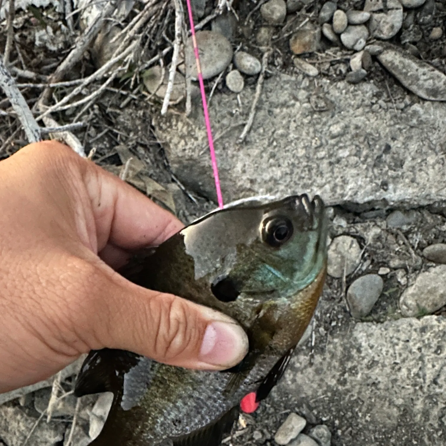 Bluegill caught on Fishbrain