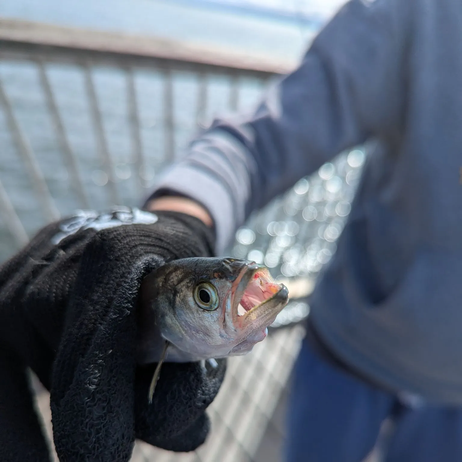Bluefish caught on Fishbrain
