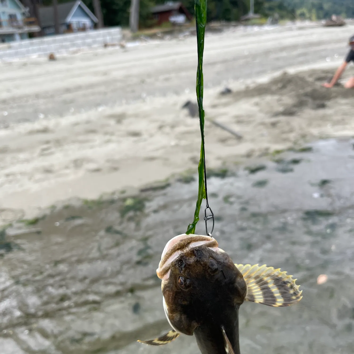 The most recent Cabezon catches on Fishbrain