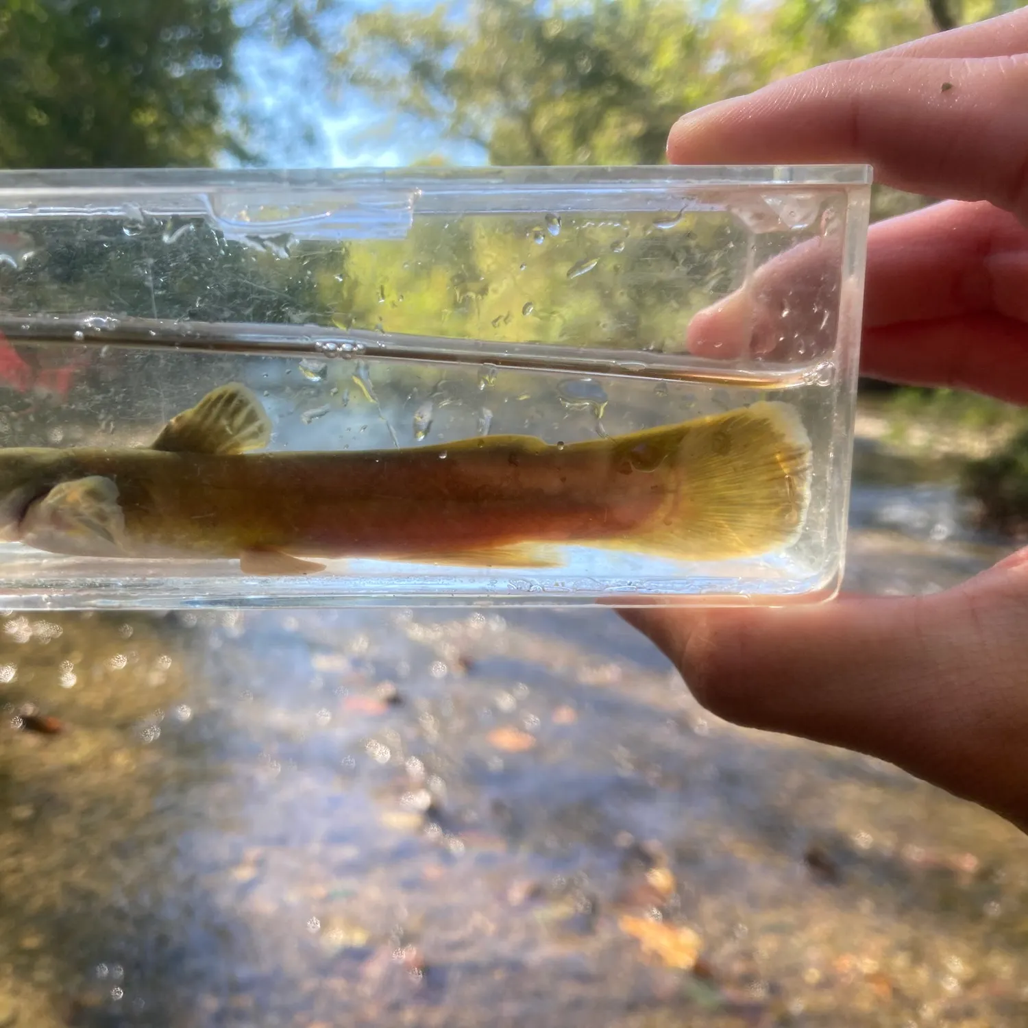 The most recent Stonecat catches on Fishbrain