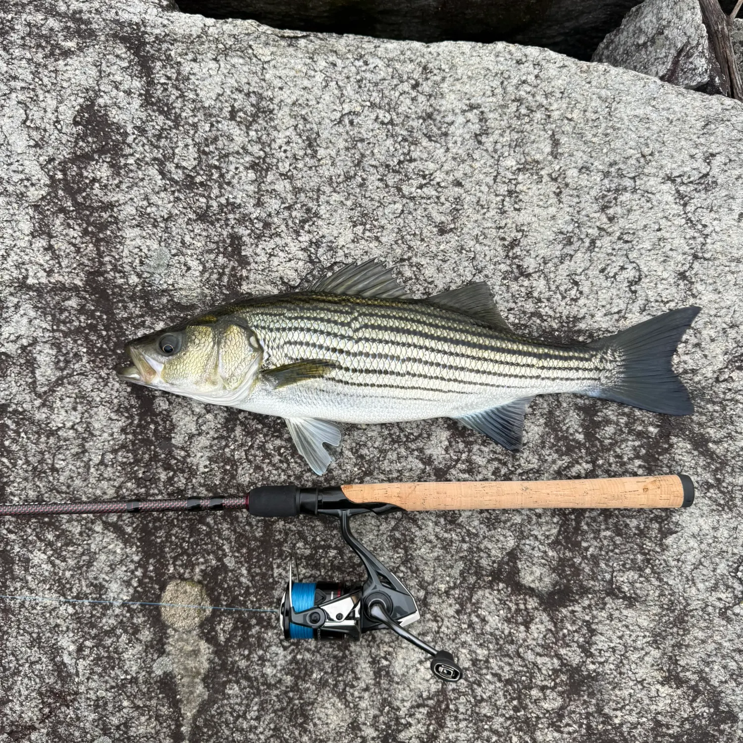 Striped bass caught on Fishbrain