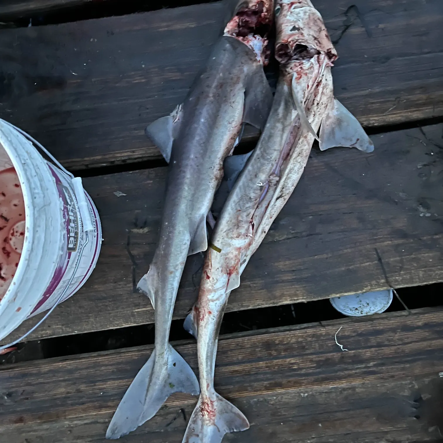 The most recent Pacific spiny dogfish catches on Fishbrain