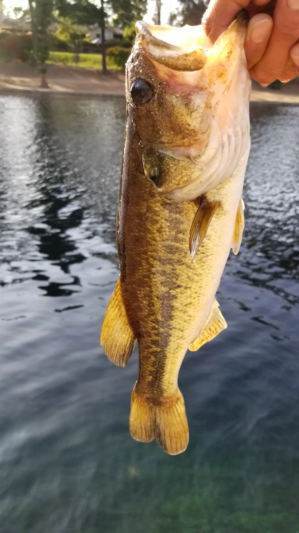 Post image from fvaladez4170