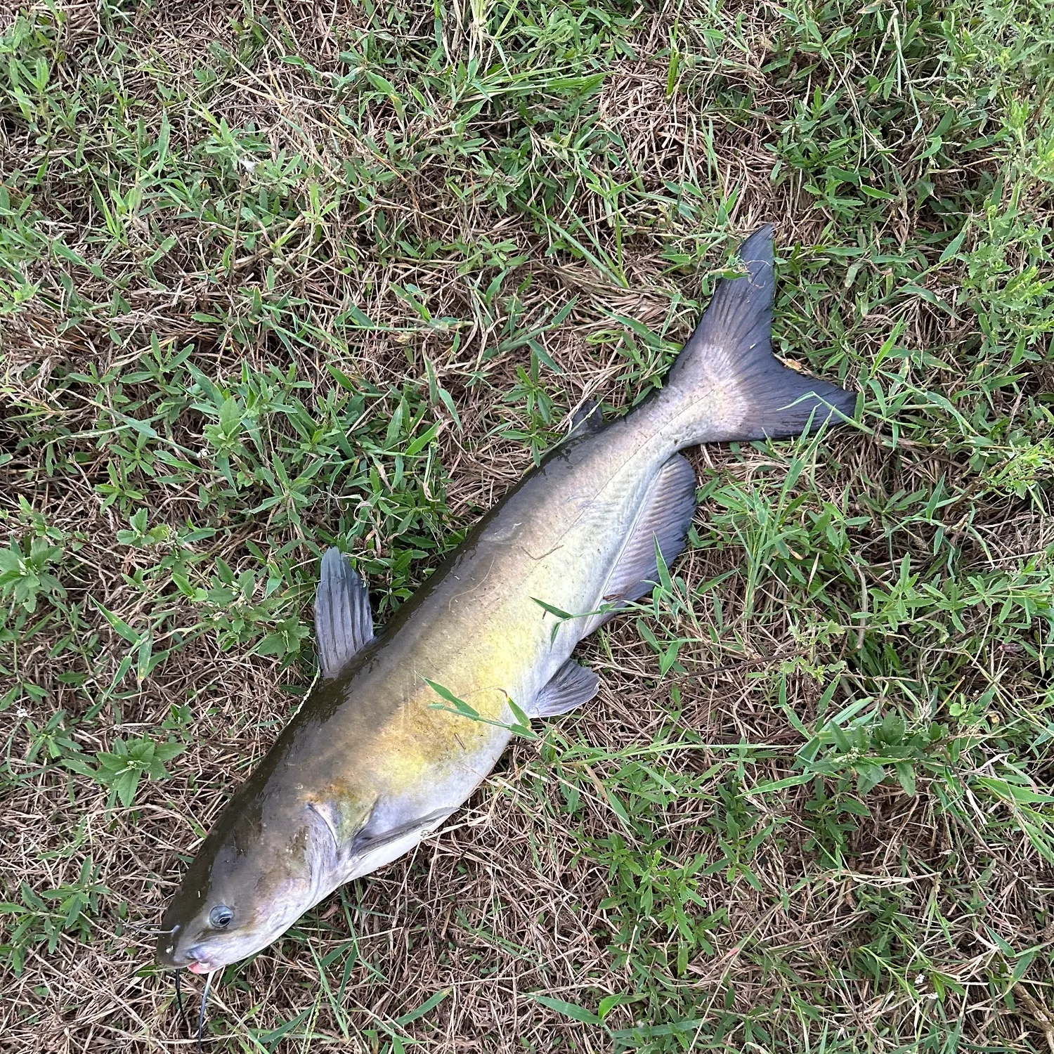 Channel catfish caught on Fishbrain