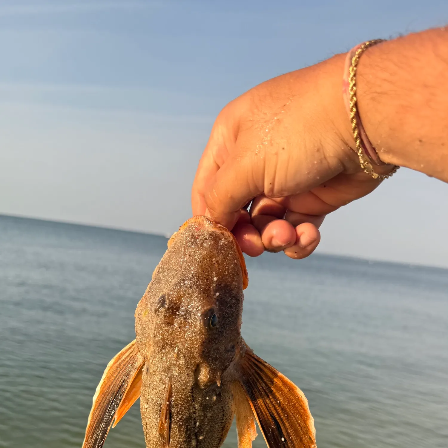 The most recent Striped searobin catches on Fishbrain