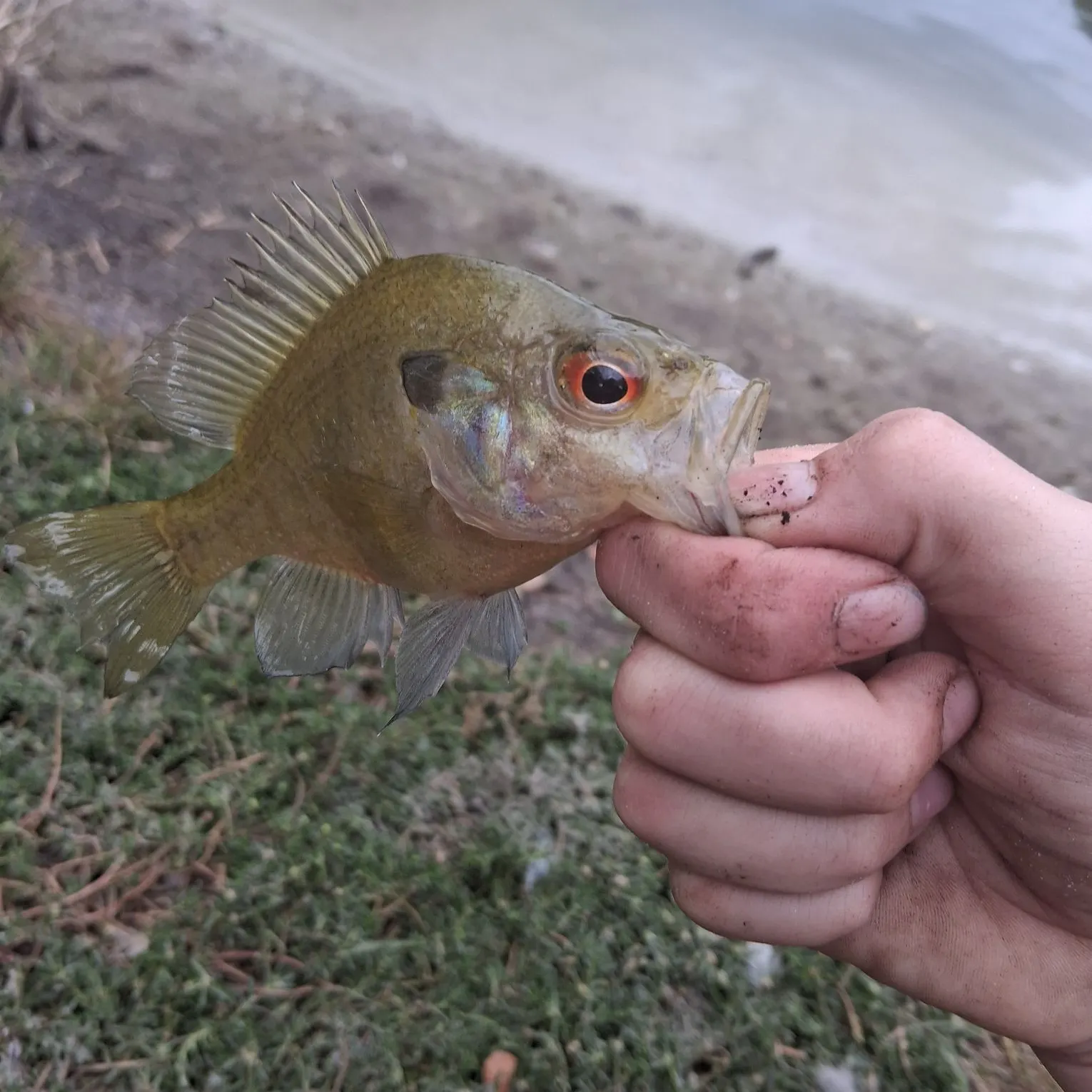 The most recent Wargill hybrid catches on Fishbrain