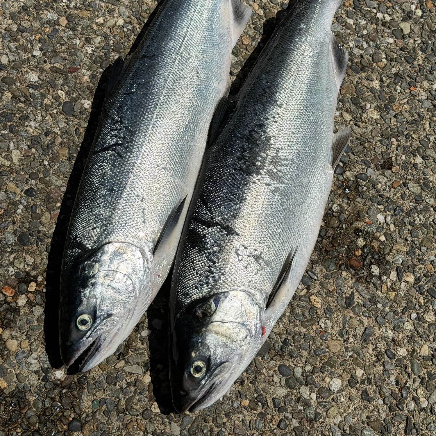 The most recent Coho salmon catches on Fishbrain