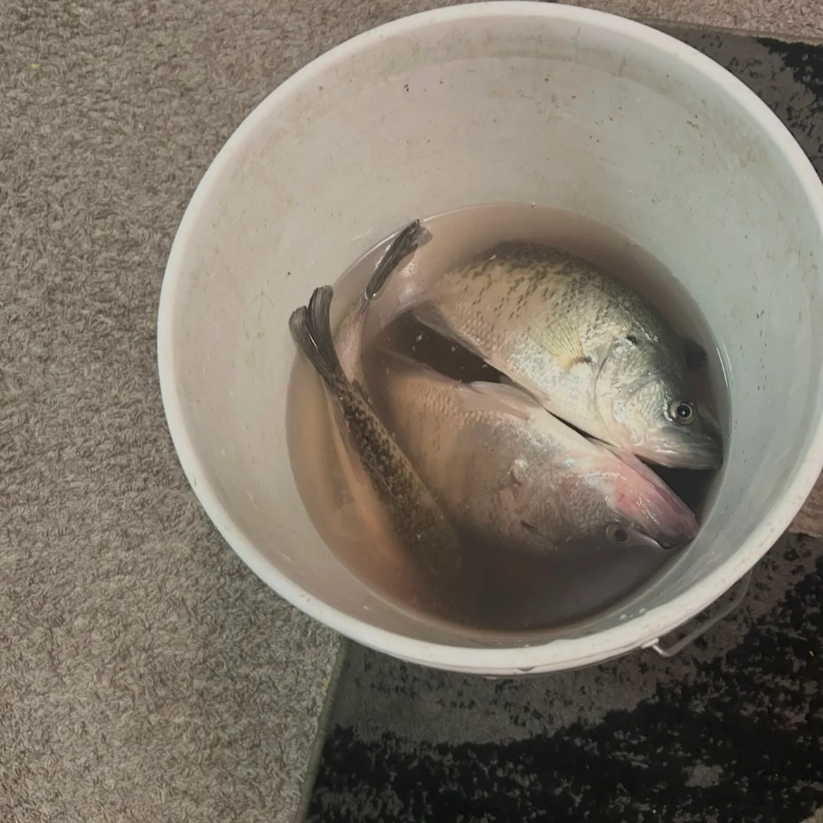 The most recent White crappie catches on Fishbrain