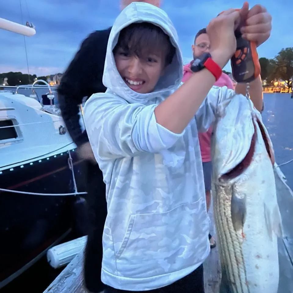 Striped bass caught on Fishbrain