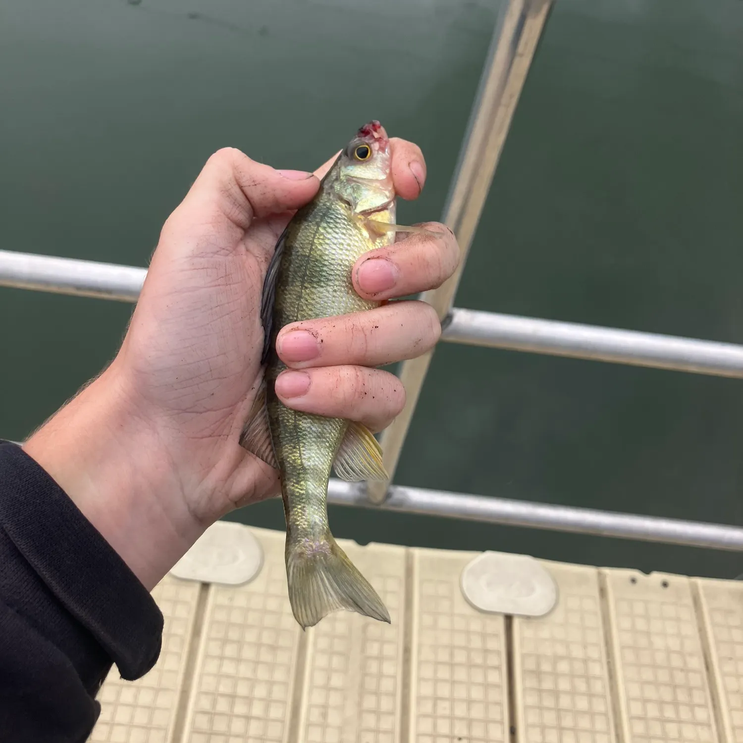 The most recent Yellow perch catches on Fishbrain