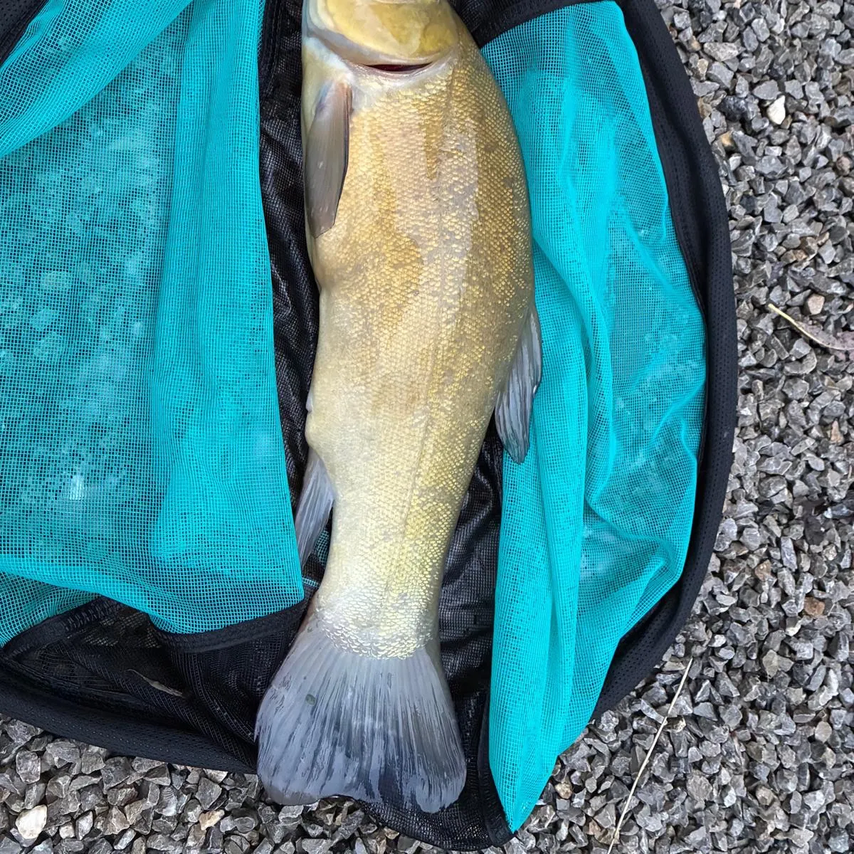 Tench caught on Fishbrain
