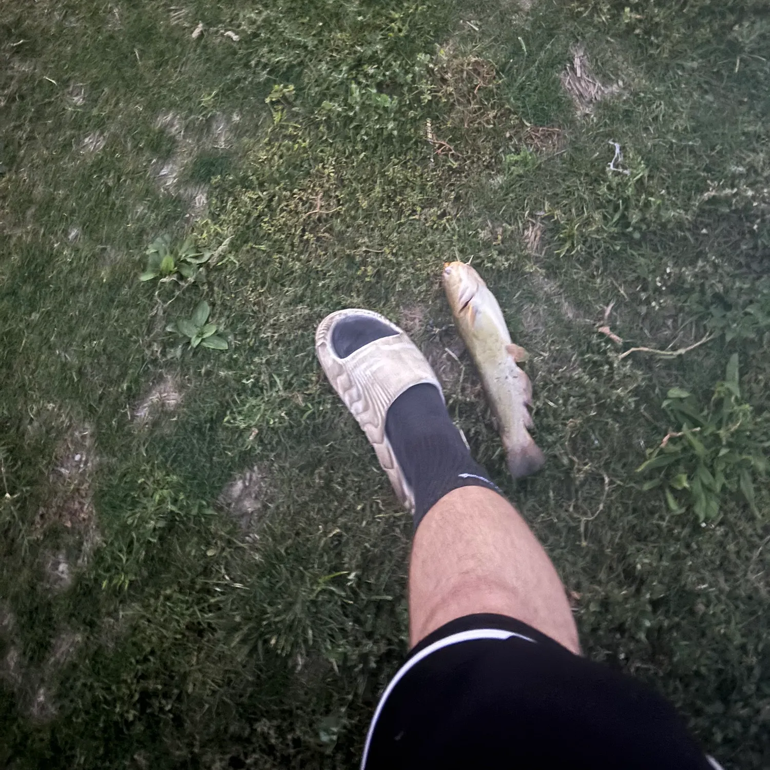 Channel catfish caught on Fishbrain